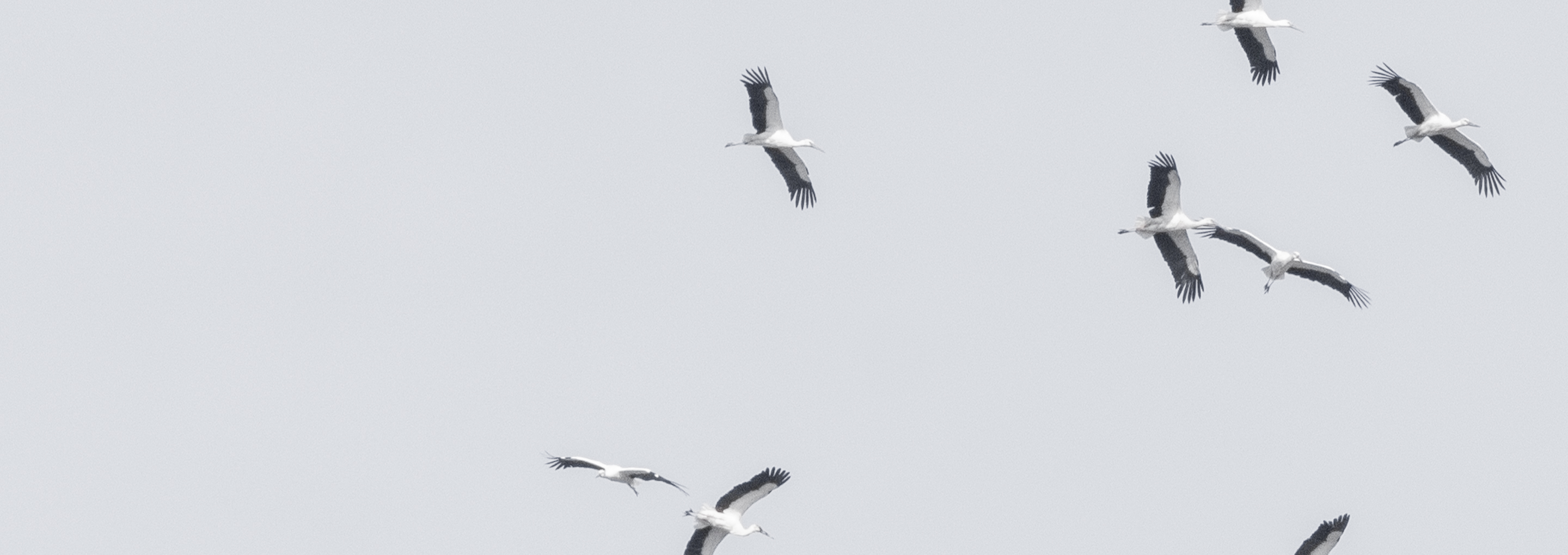 a flock of storks in flight