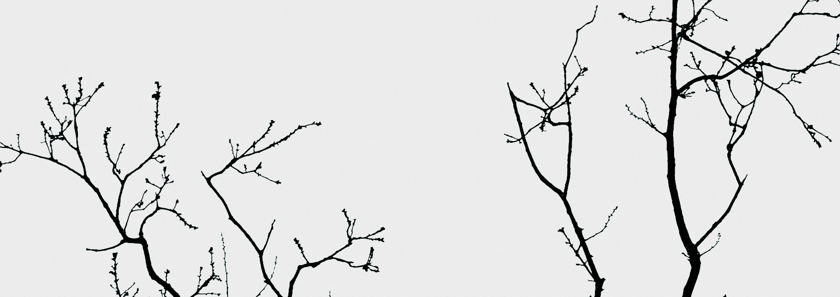 dark, linear minimalist image of tree branches against a light sky, all in grayscale.