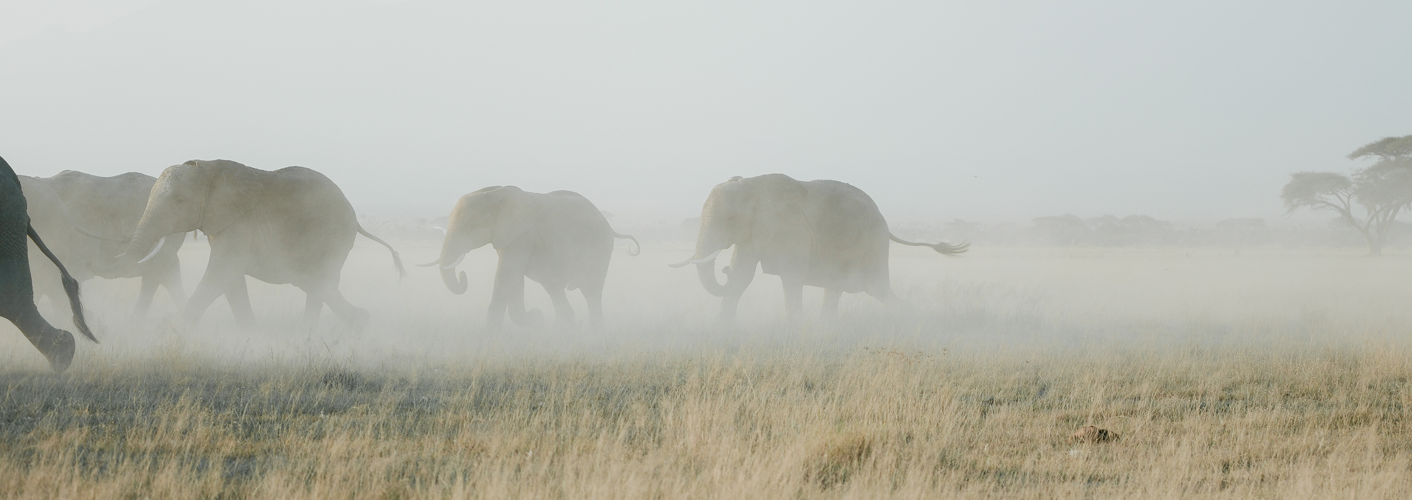 an elephant herd following the leader on a dusty plane