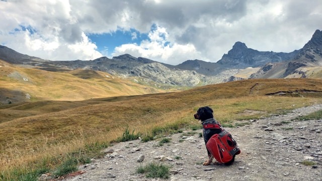 A black dog wearing a red backpack, sitting and staring ahead at an expansive mountain range  