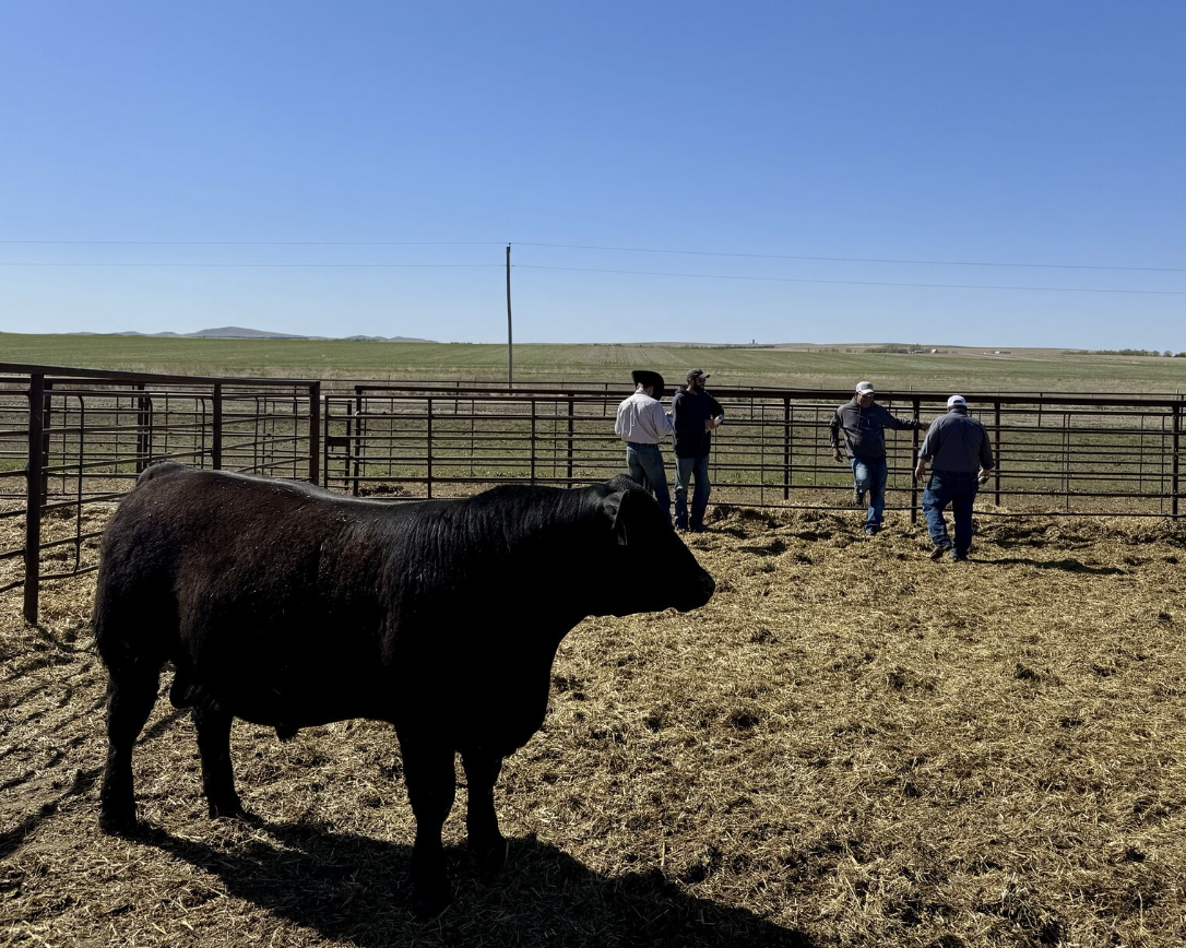 How Jorgensen Land & Cattle Turned Genomic Insights Into $2 Million+ in Bull Sales