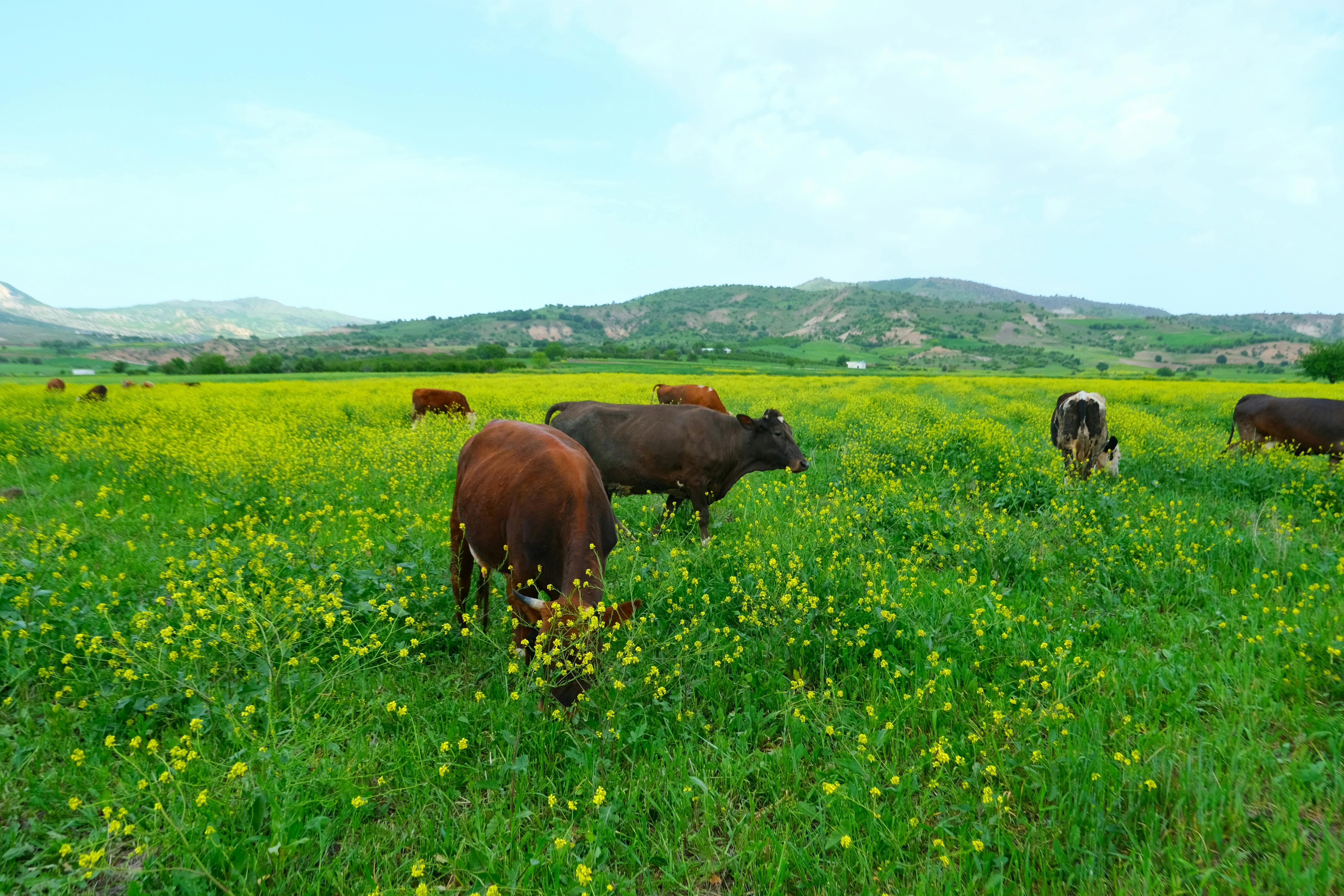 Want to Make Smarter Decisions About Your Herd? Start with the Data.