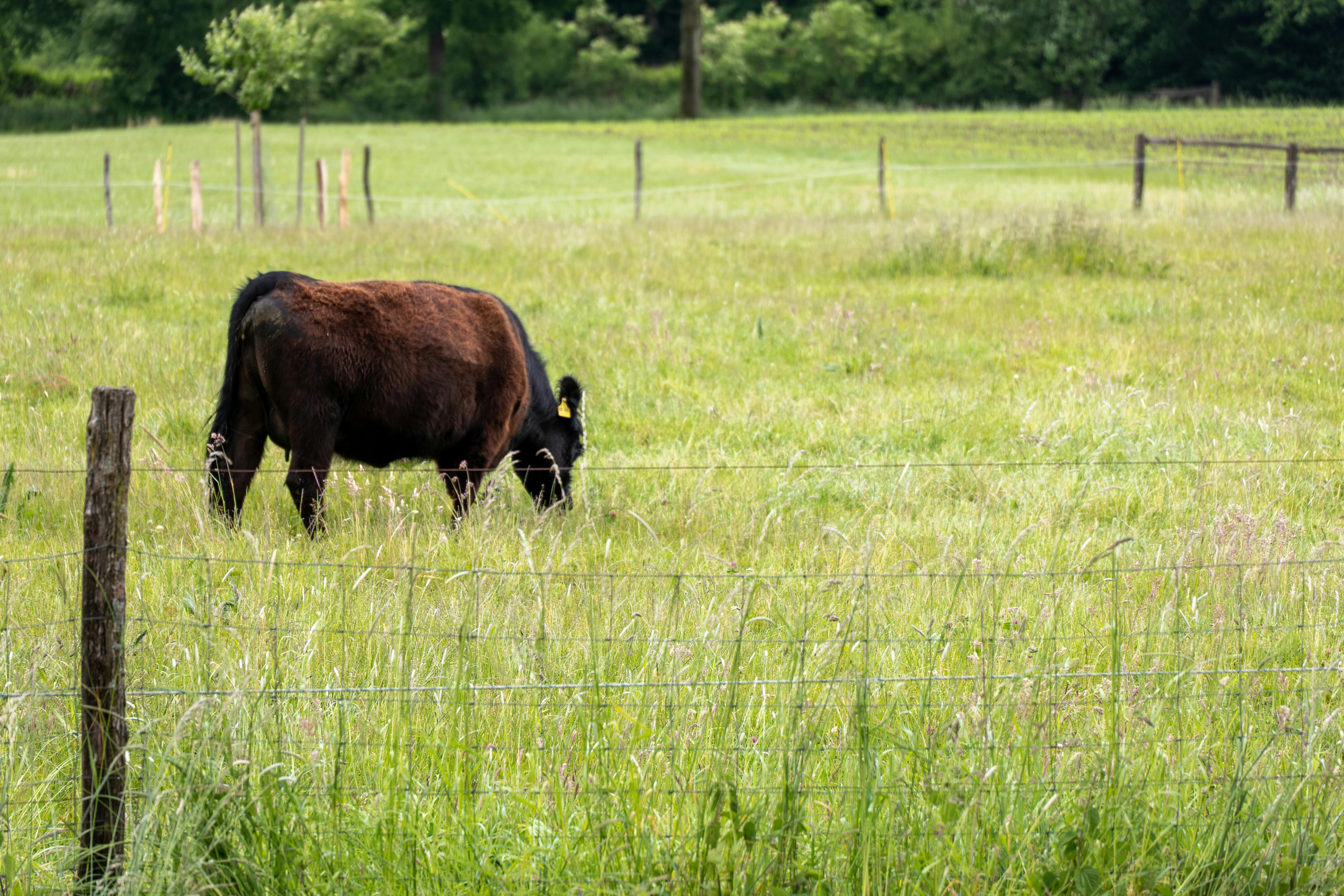 Unlock the Power of Trait Testing with AgBoost