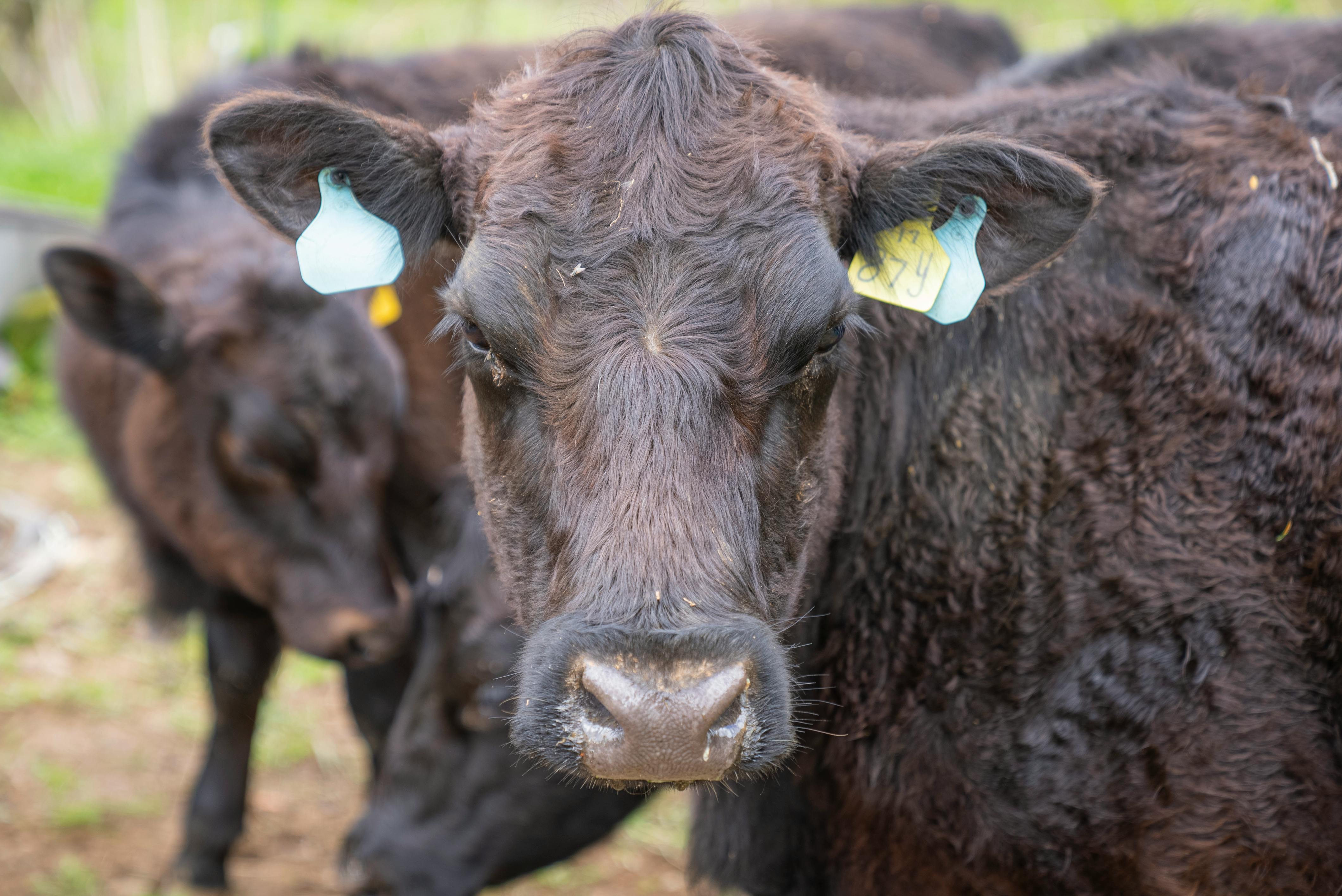 How DNA Analysis is Transforming Herd Management