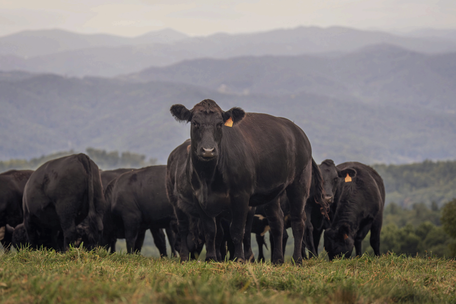 How to Integrate Cattle DNA Testing With Herd Management Software to Stop Guessing