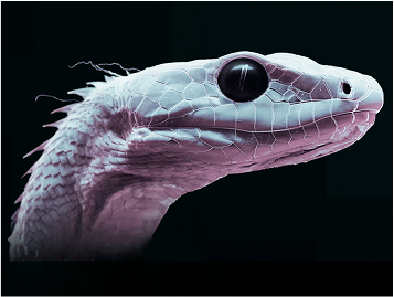 A macro, artistic photo of a serpent's head, highlighting the intricate, detailed pattern of its scales in a pink and white light.