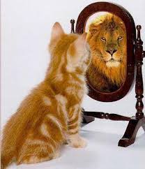 cat lion