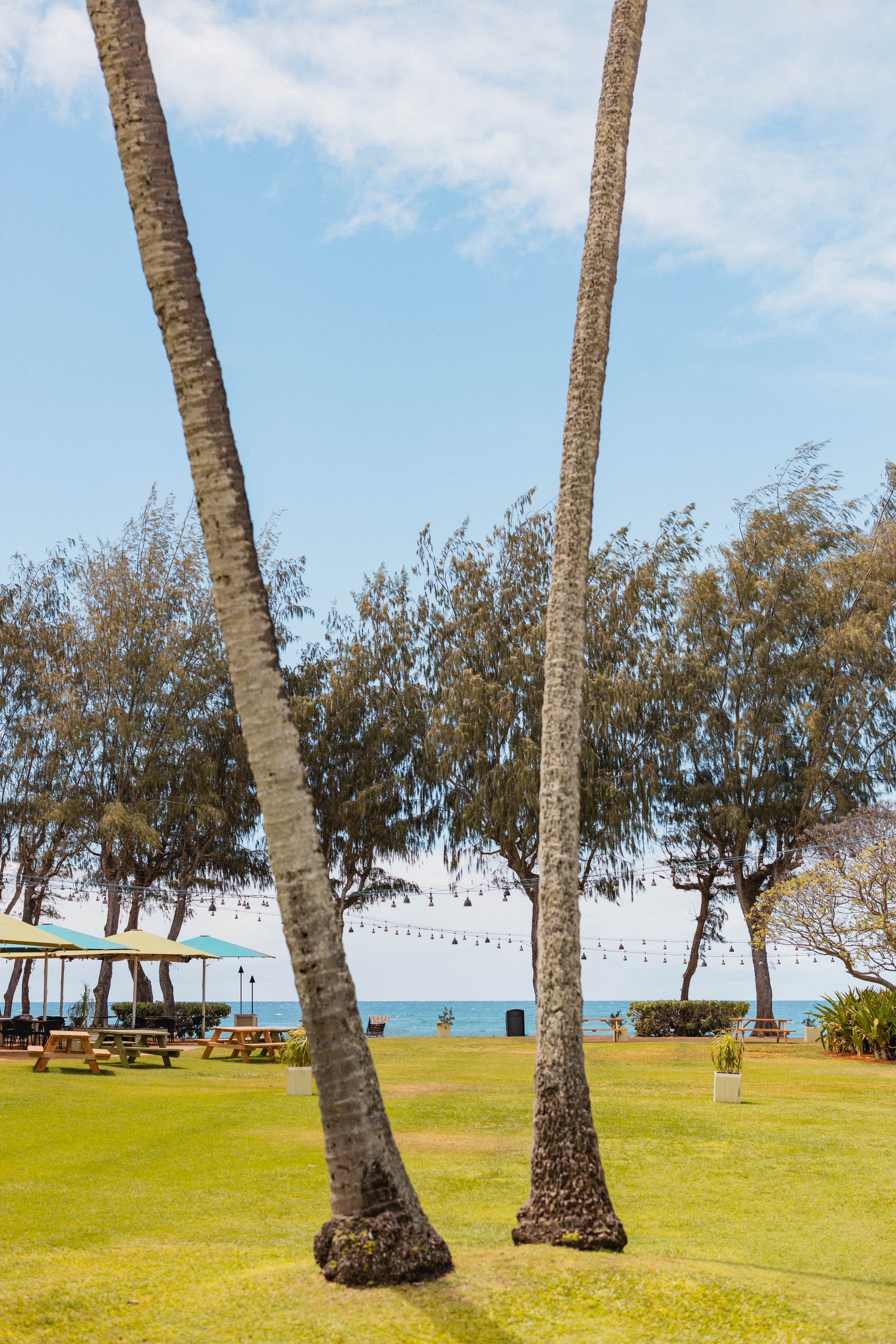 The resort view onto the ocean between two palms 