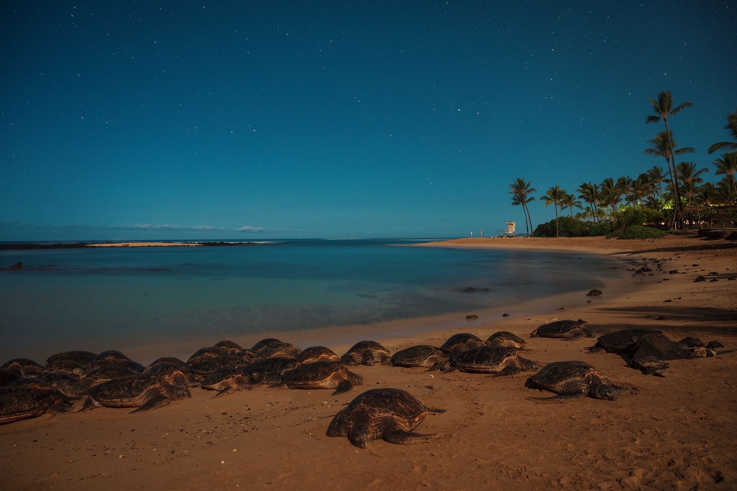 Green turtles basking on Poipu beach