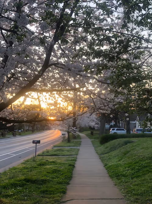 Sidewalk beside a road under blooming cherry blossom trees at sunset in a suburban neighborhood.