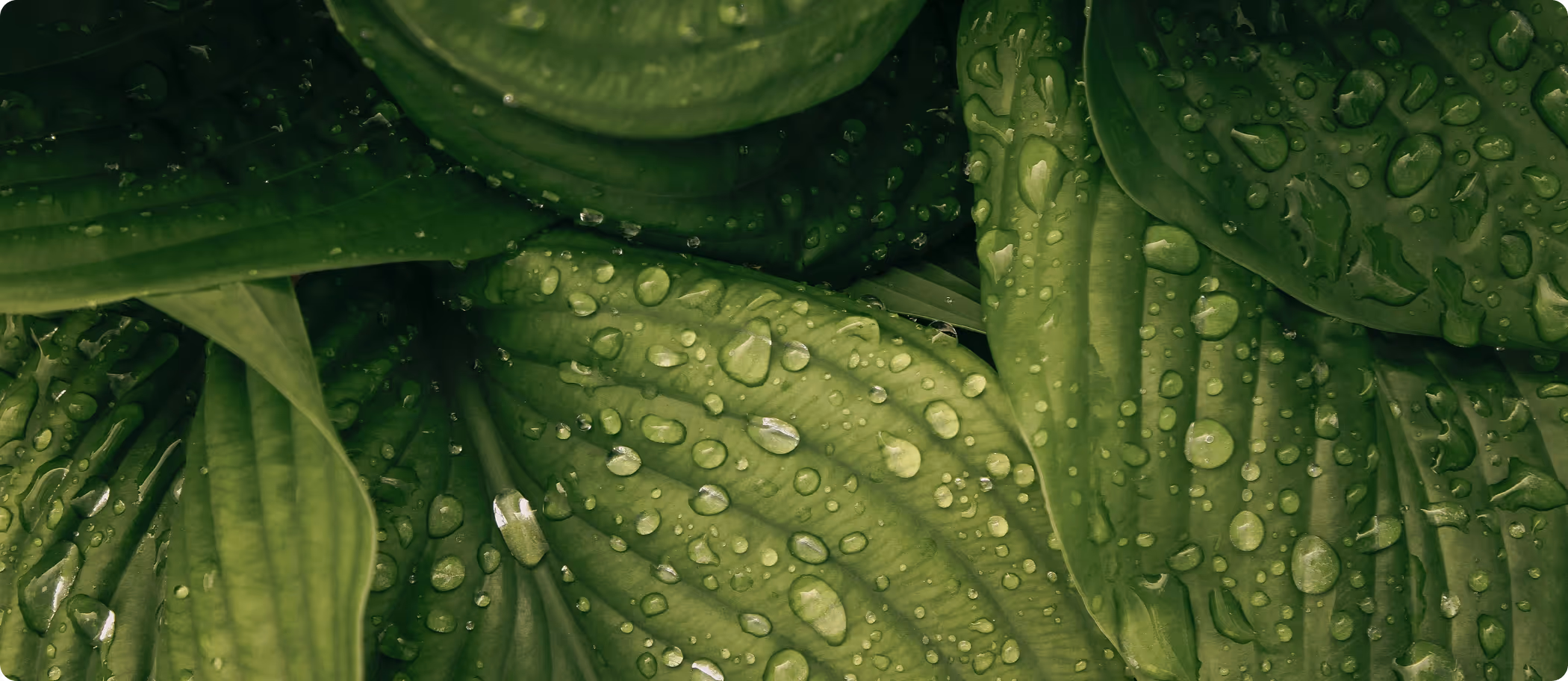 Green leaves with water drops on them.