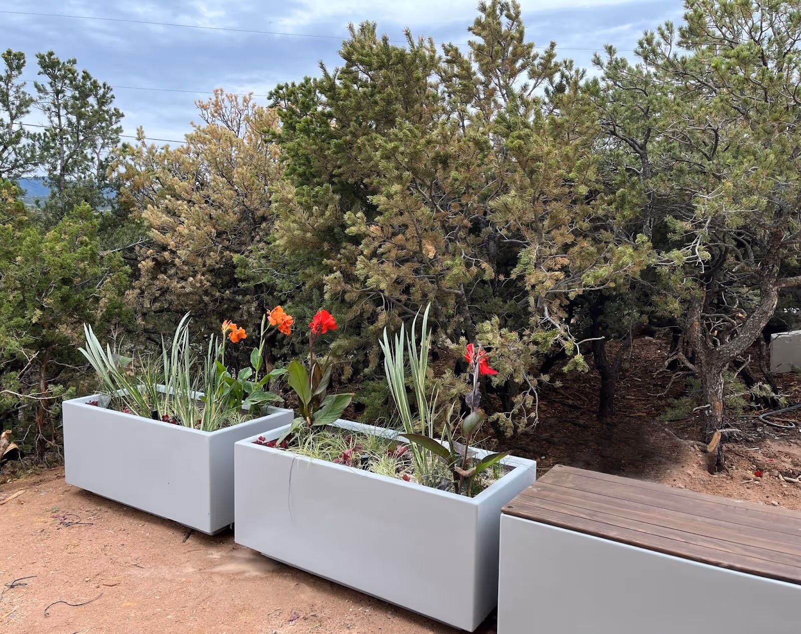 A couple of plants that are in some kind of planter.