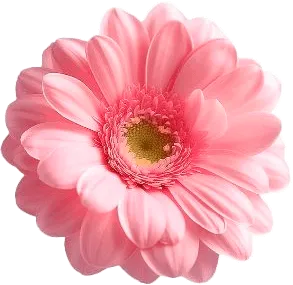 A pink flower with a yellow center on a white background.