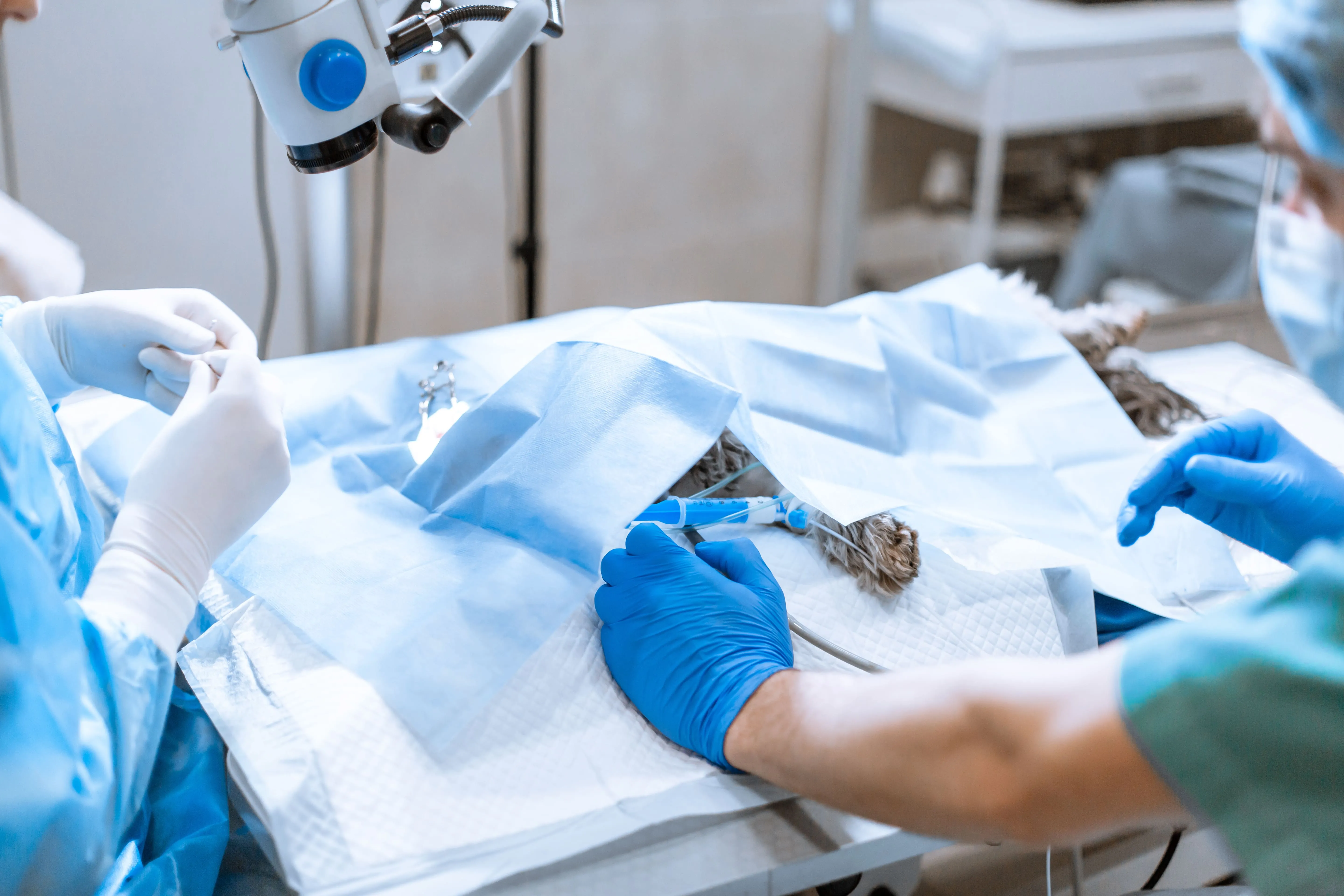 Chirurgie beim Tierarzt