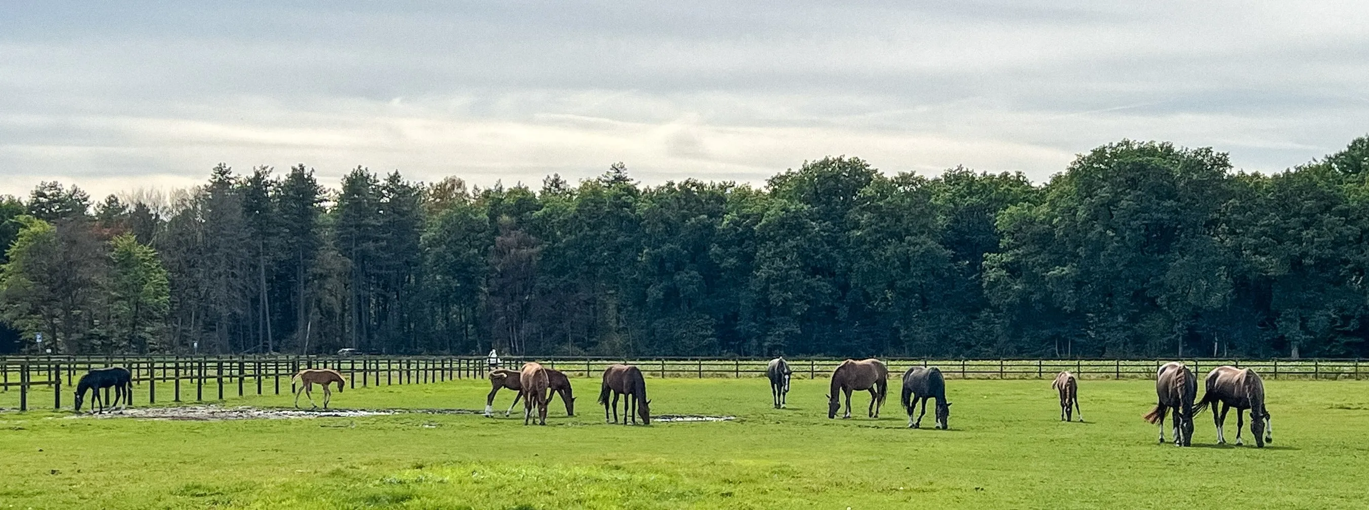 A panoramic view of Van Bria's herd of horses in a beautiful countryside in the Netherlands. 