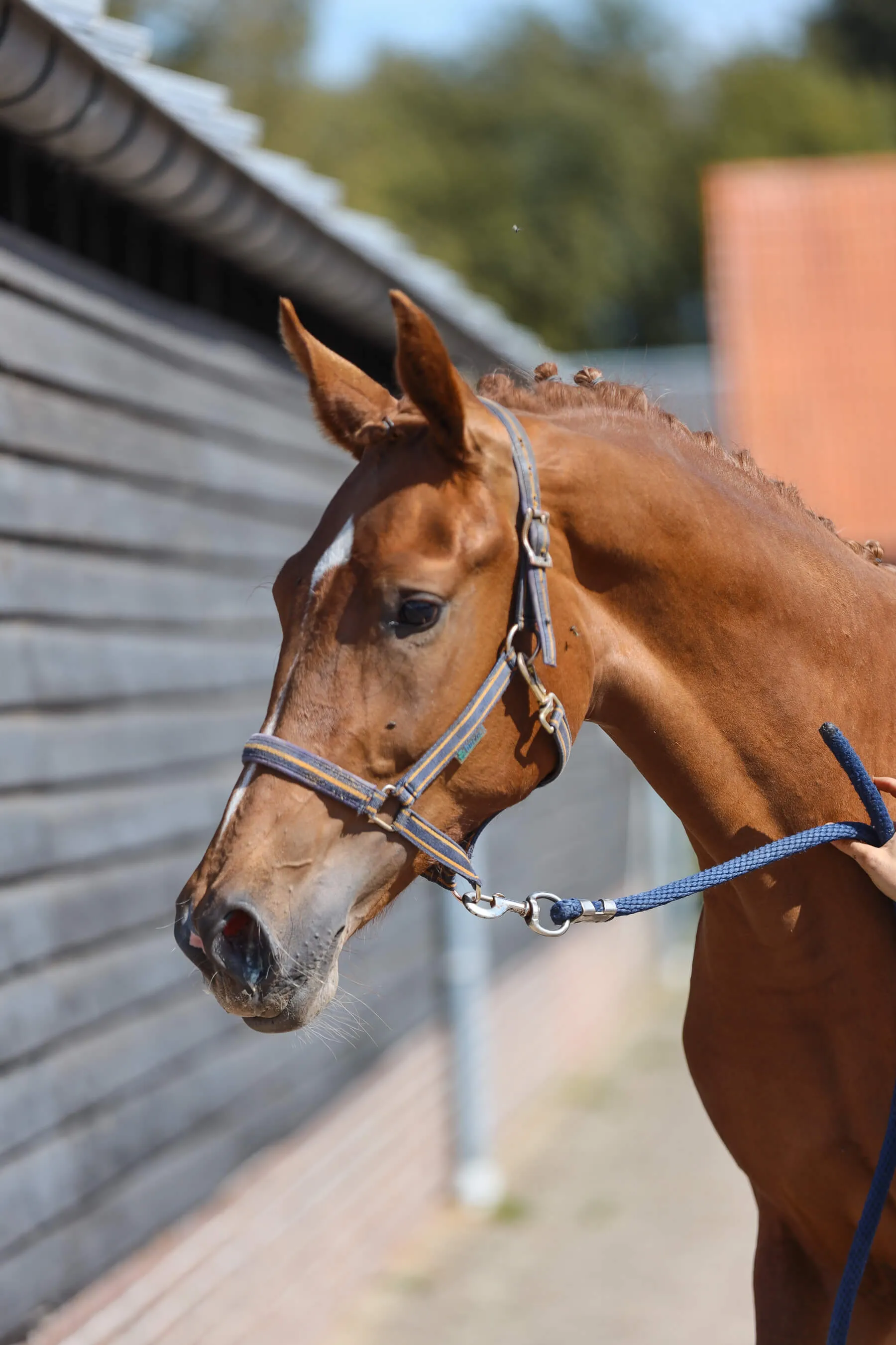 Horse mare Ulingy van Bria with a braided mane wearing a halter and held by a blue lead rope next to a wooden wall.
