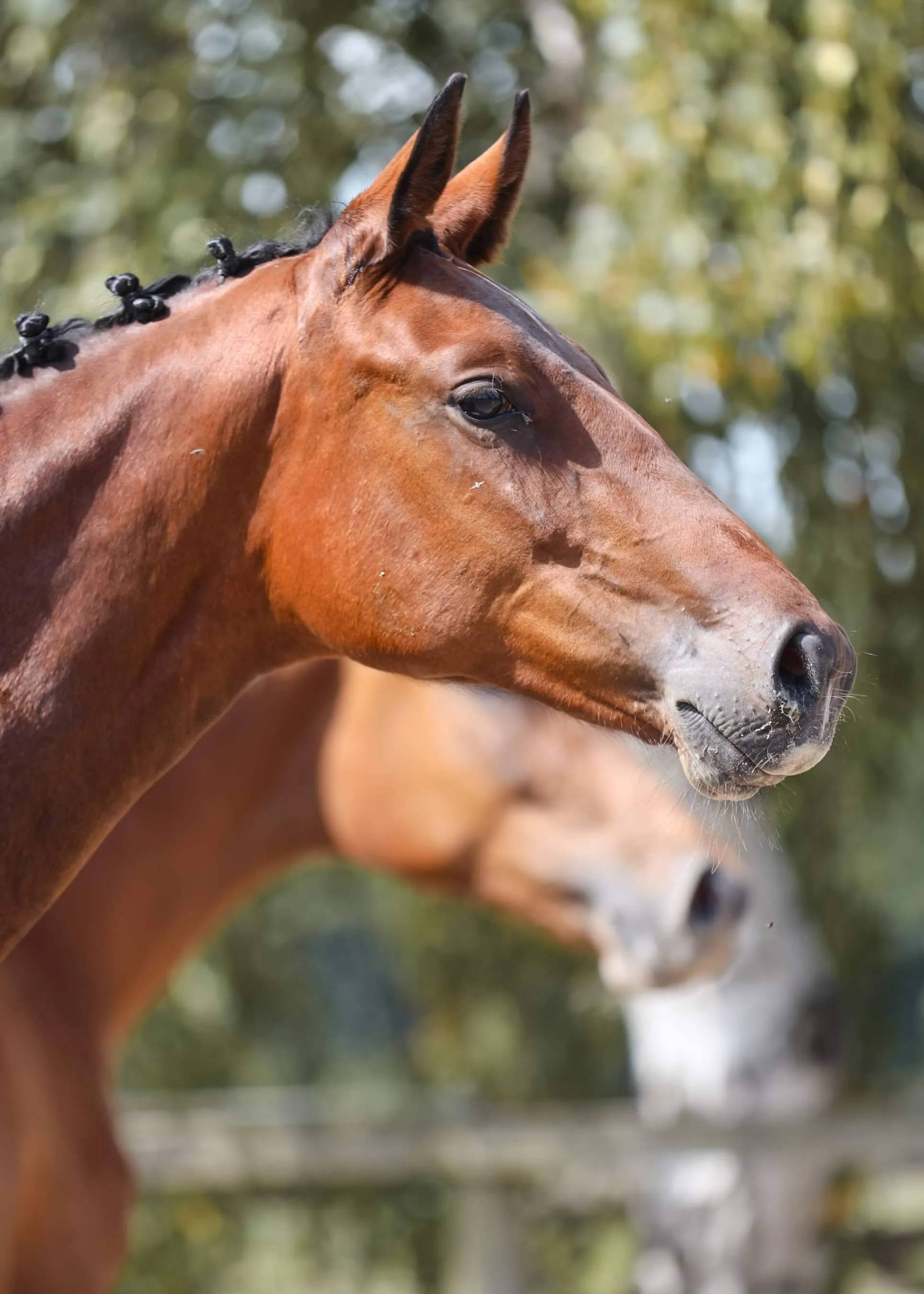 Close-up of brown horse mare Ulani van Bria with a braided mane standing outdoors with another horse blurred in the background.