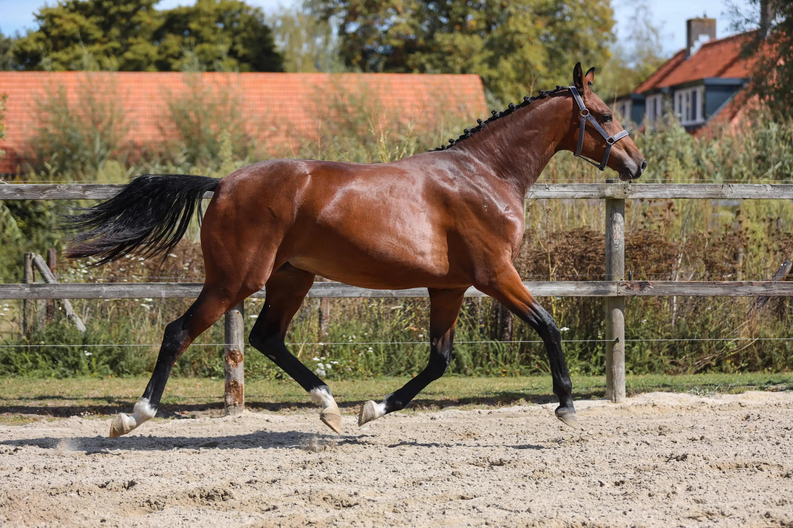 Brown horse mare Ulani van Bria with a braided mane trotting in an outdoor sandy paddock with a wooden fence and houses in the background.