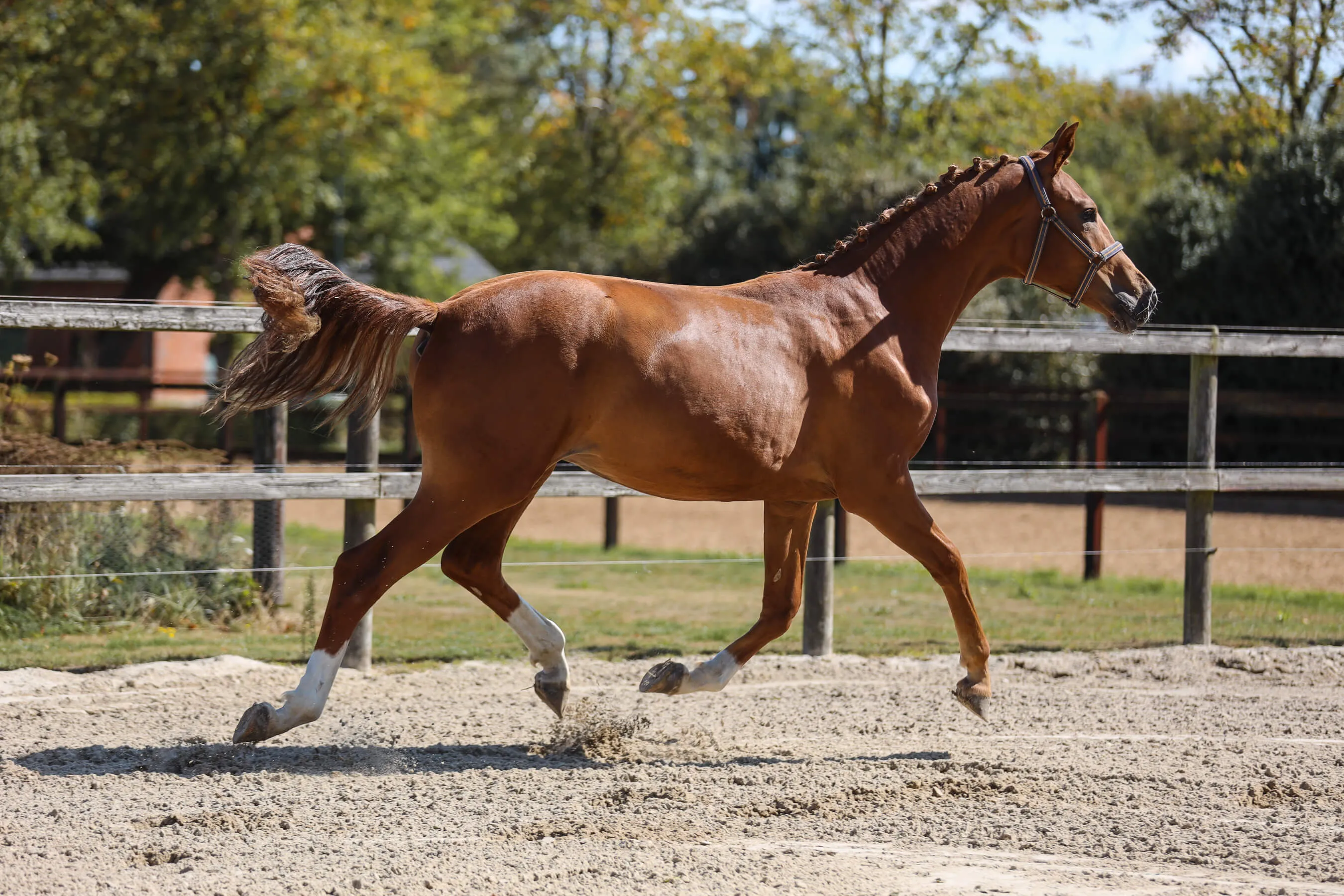 Horse mare Ulingy van Bria with a braided mane trotting in a sandy paddock with a wooden fence and houses in the background.
