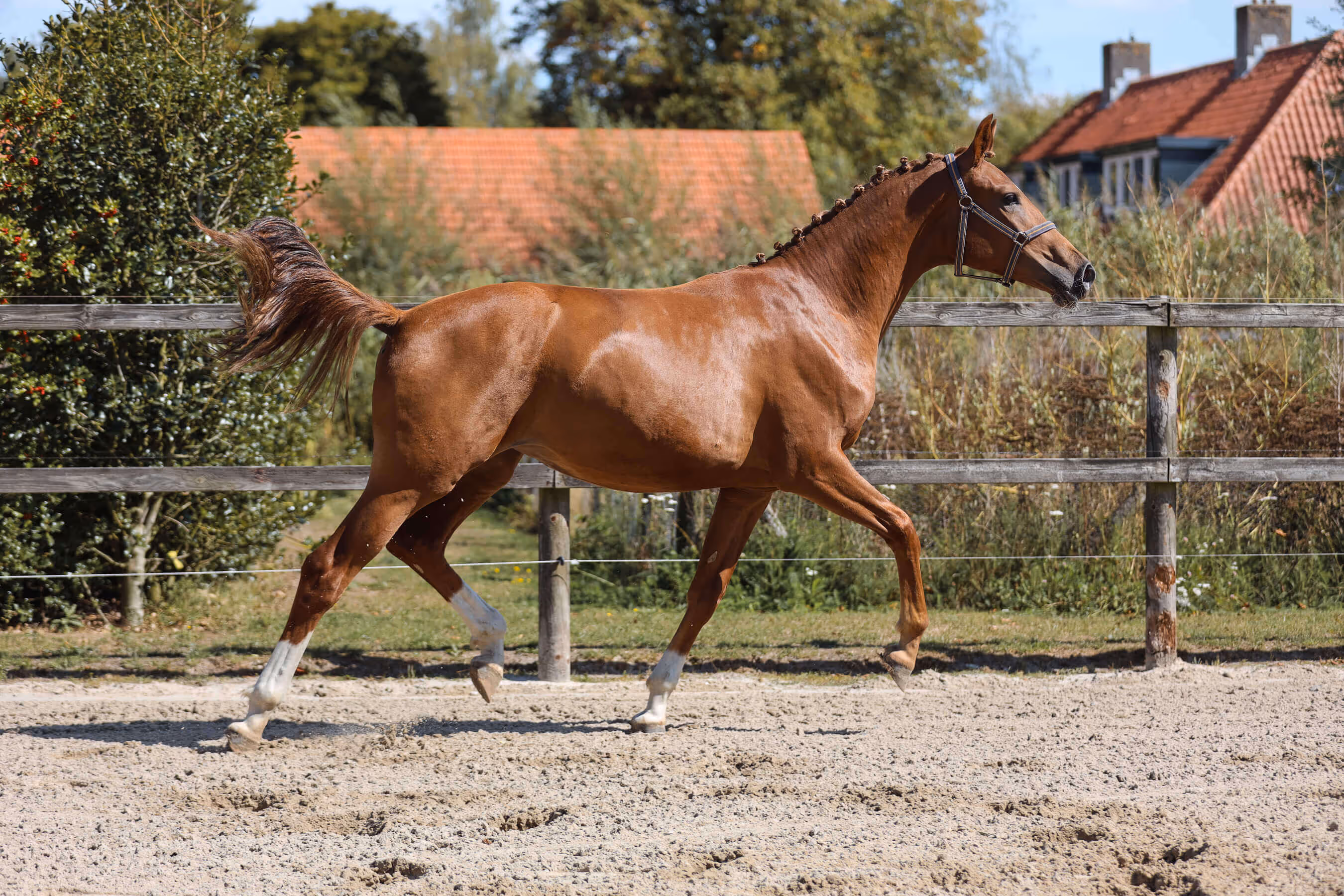 Horse mare Ulingy van Bria with a braided mane trotting in a sandy paddock with a wooden fence and houses in the background.