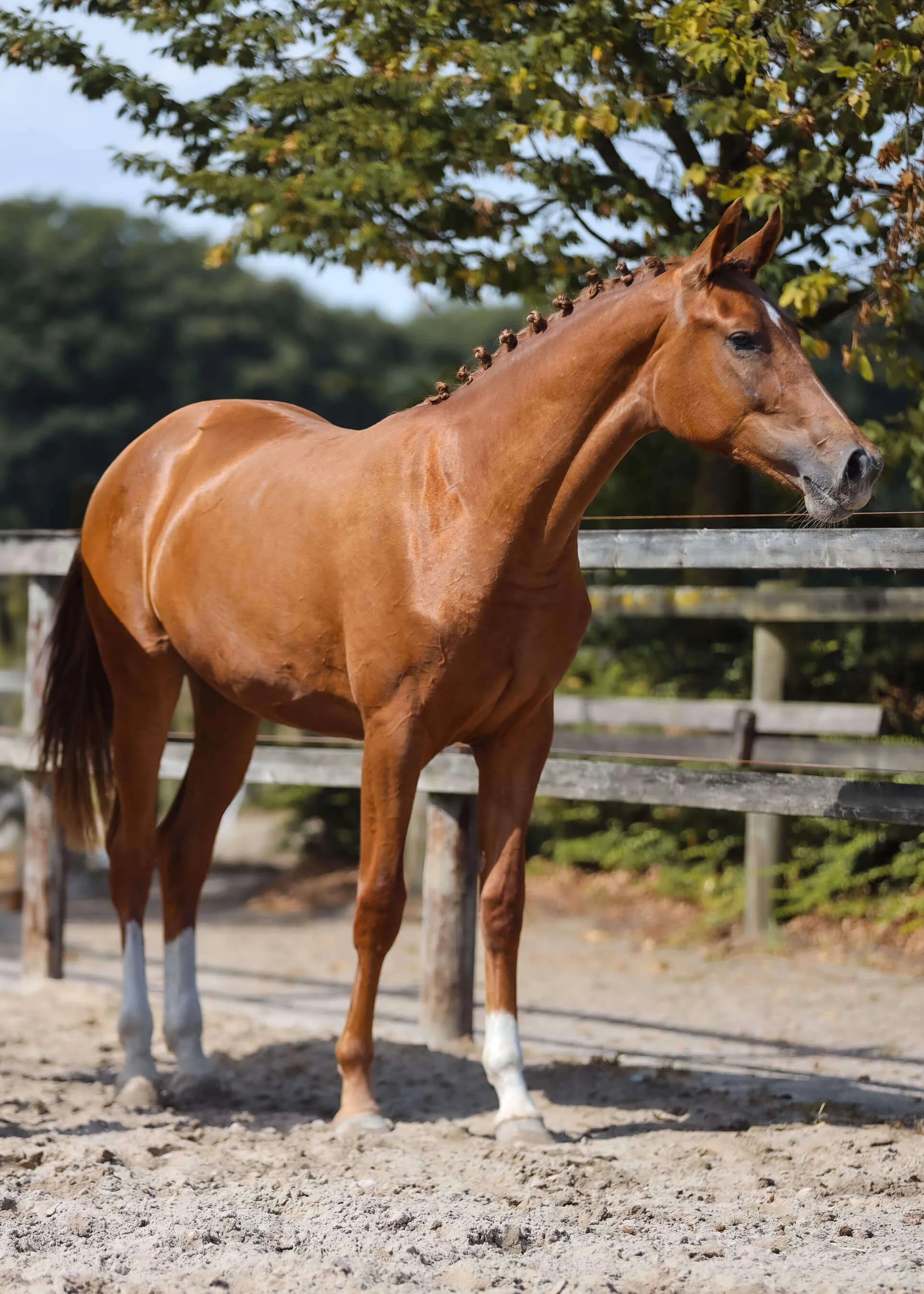 Horse mare Ulingy van Bria with braided mane standing in a sandy paddock near wooden fencing and green trees.