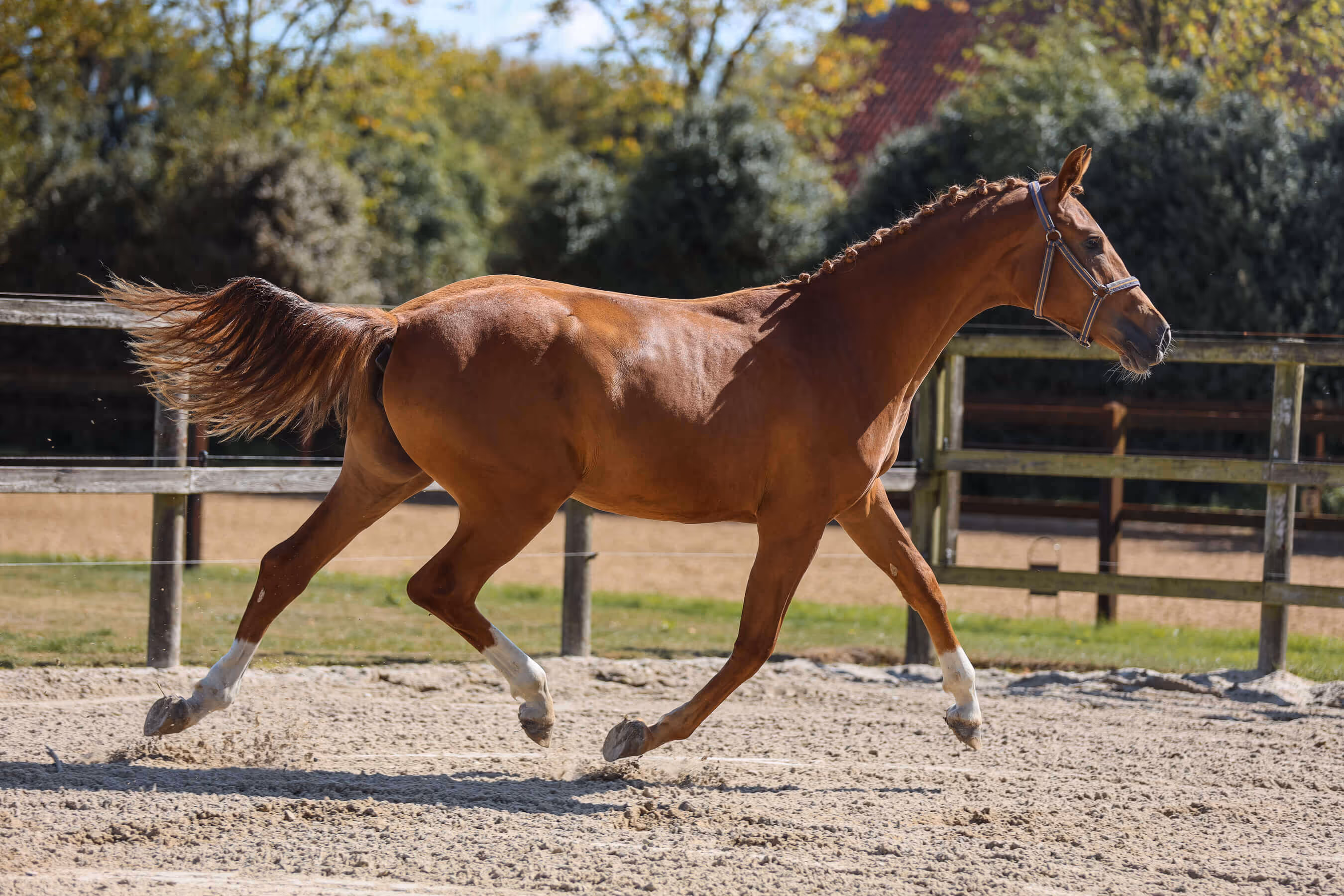 Horse mare Ulingy van Bria with a braided mane trotting in a sandy paddock with a wooden fence and houses in the background.