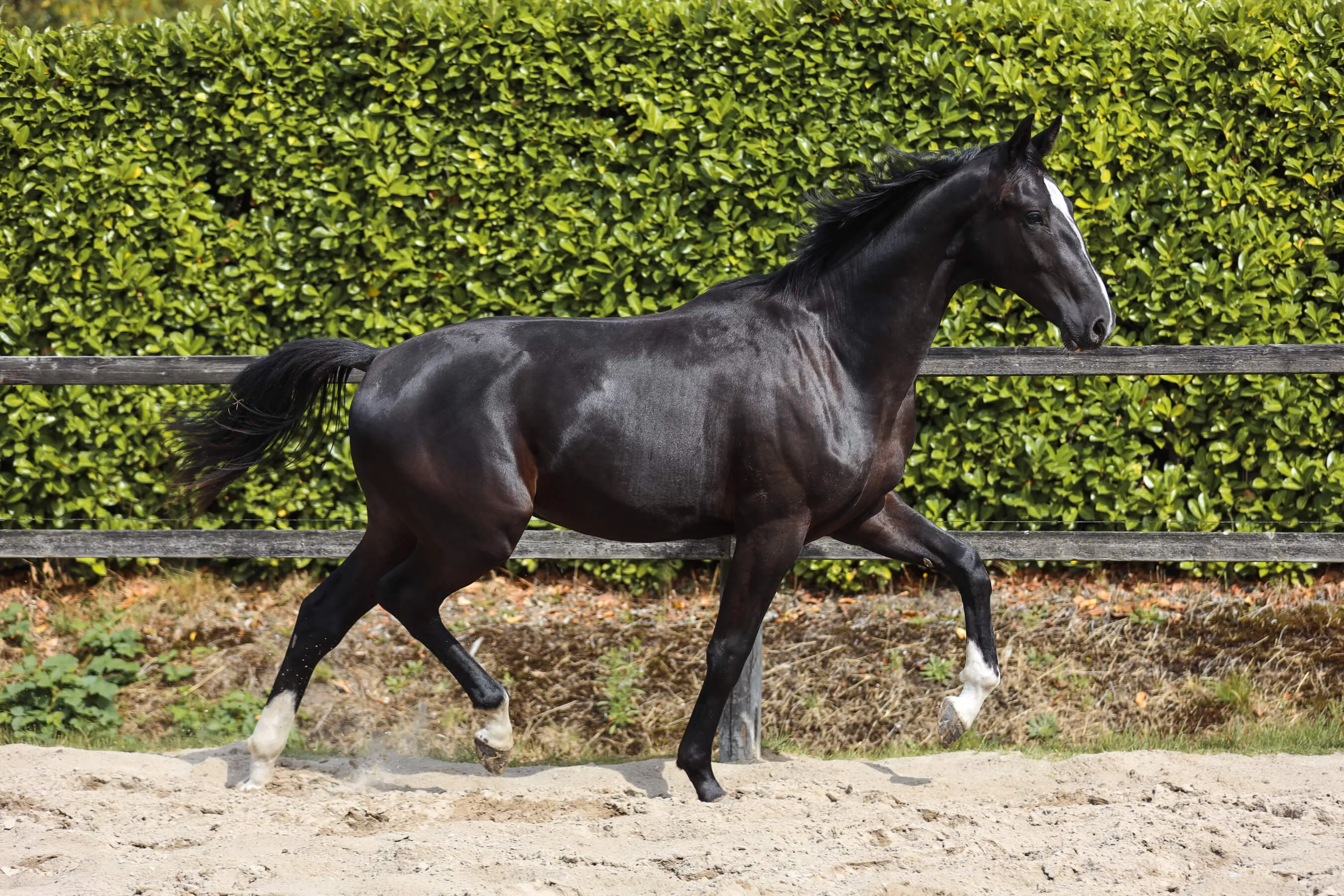 Black horse stallion Ultimate van Bria trotting on sandy ground in front of a wooden fence and green hedge.