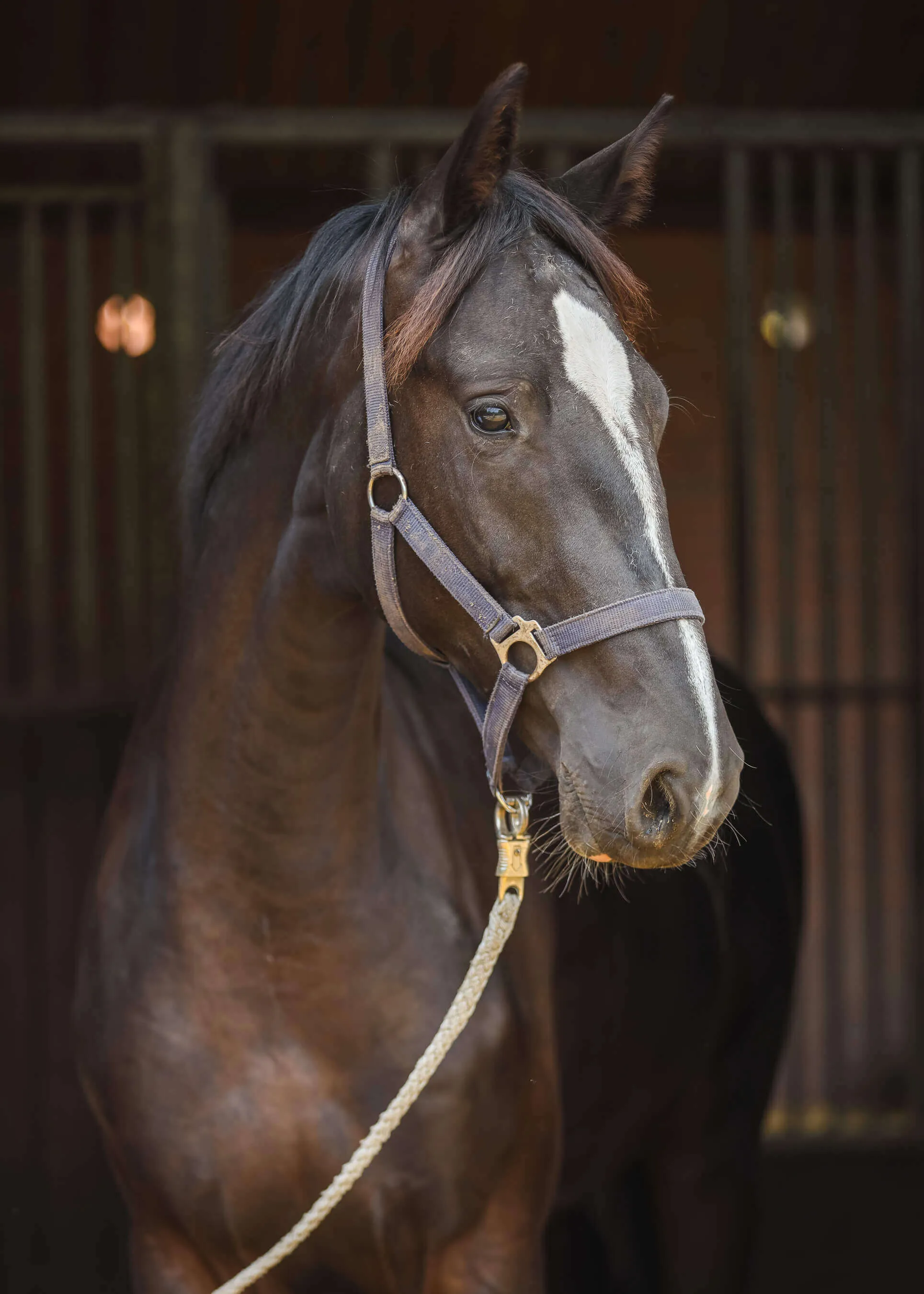 Close-up of black horse stallion Ultimate van Bria wearing a halter and rope.