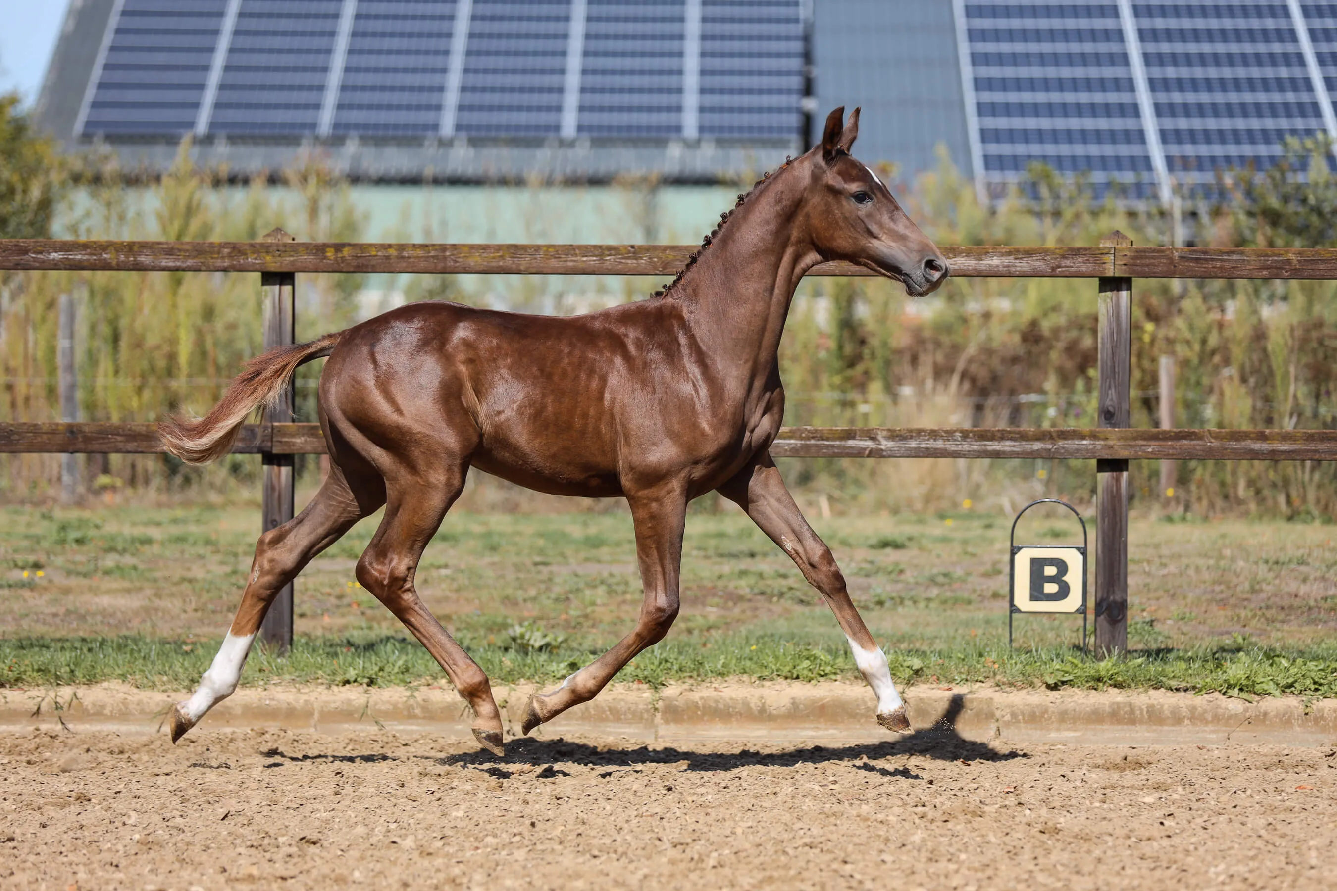 Horse foal Vaiana van Bria trotting in an outdoor arena with a wooden fence and solar panels in the background.