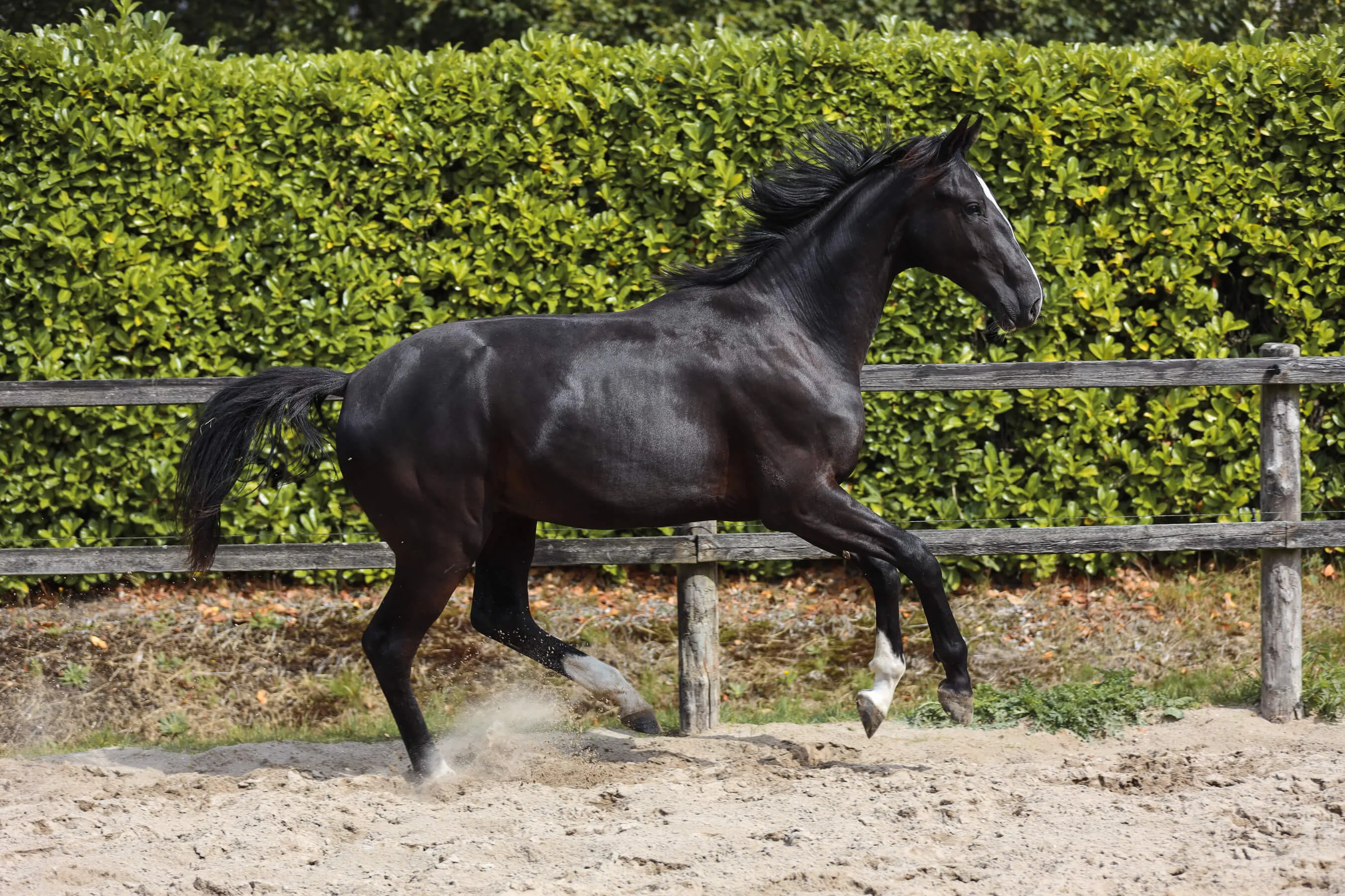 Black horse stallion Ultimate van Bria running on sandy ground near a wooden fence with green hedge background.