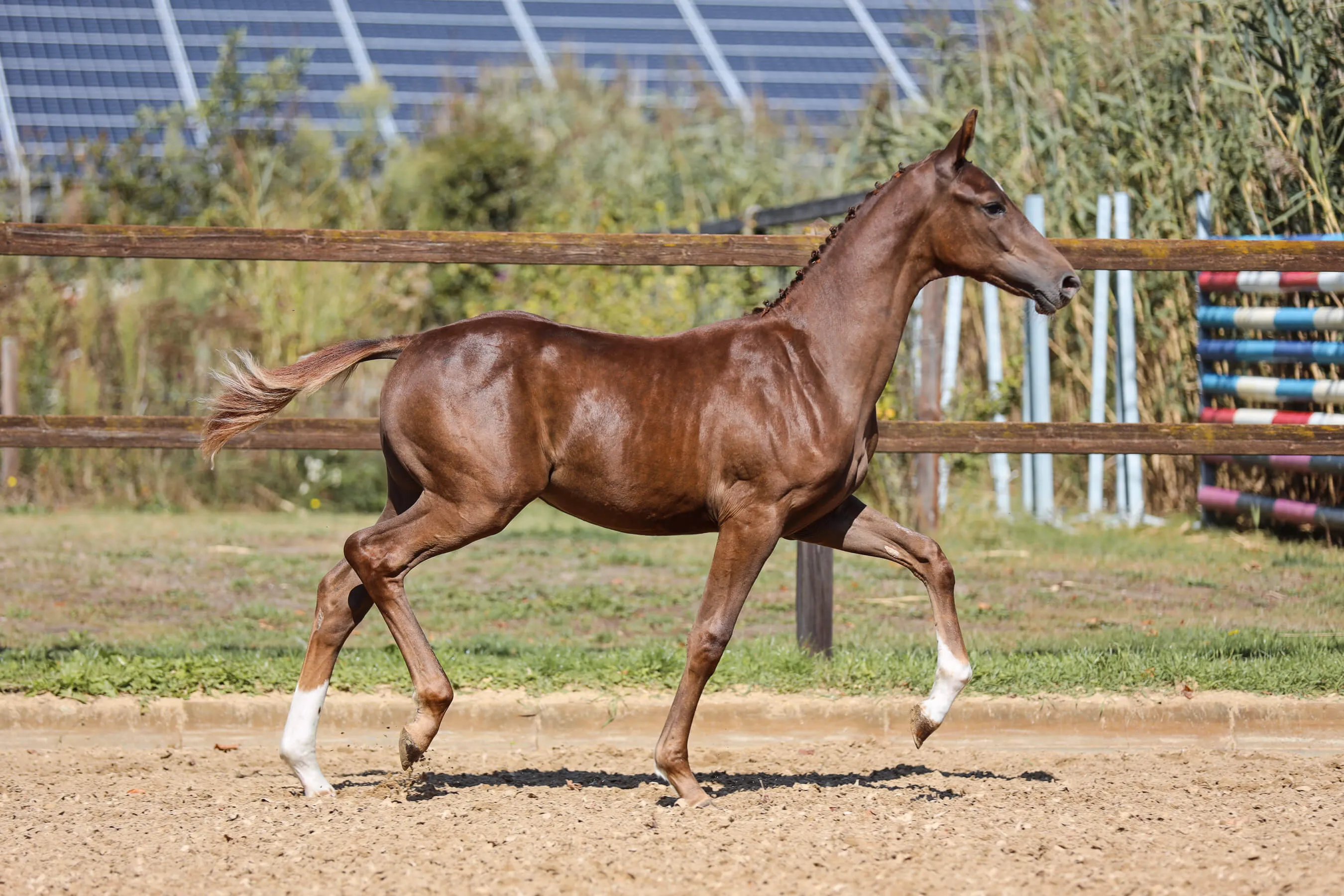 Horse foal Vaiana van Bria trotting in an outdoor fenced arena with solar panels and greenery in the background.