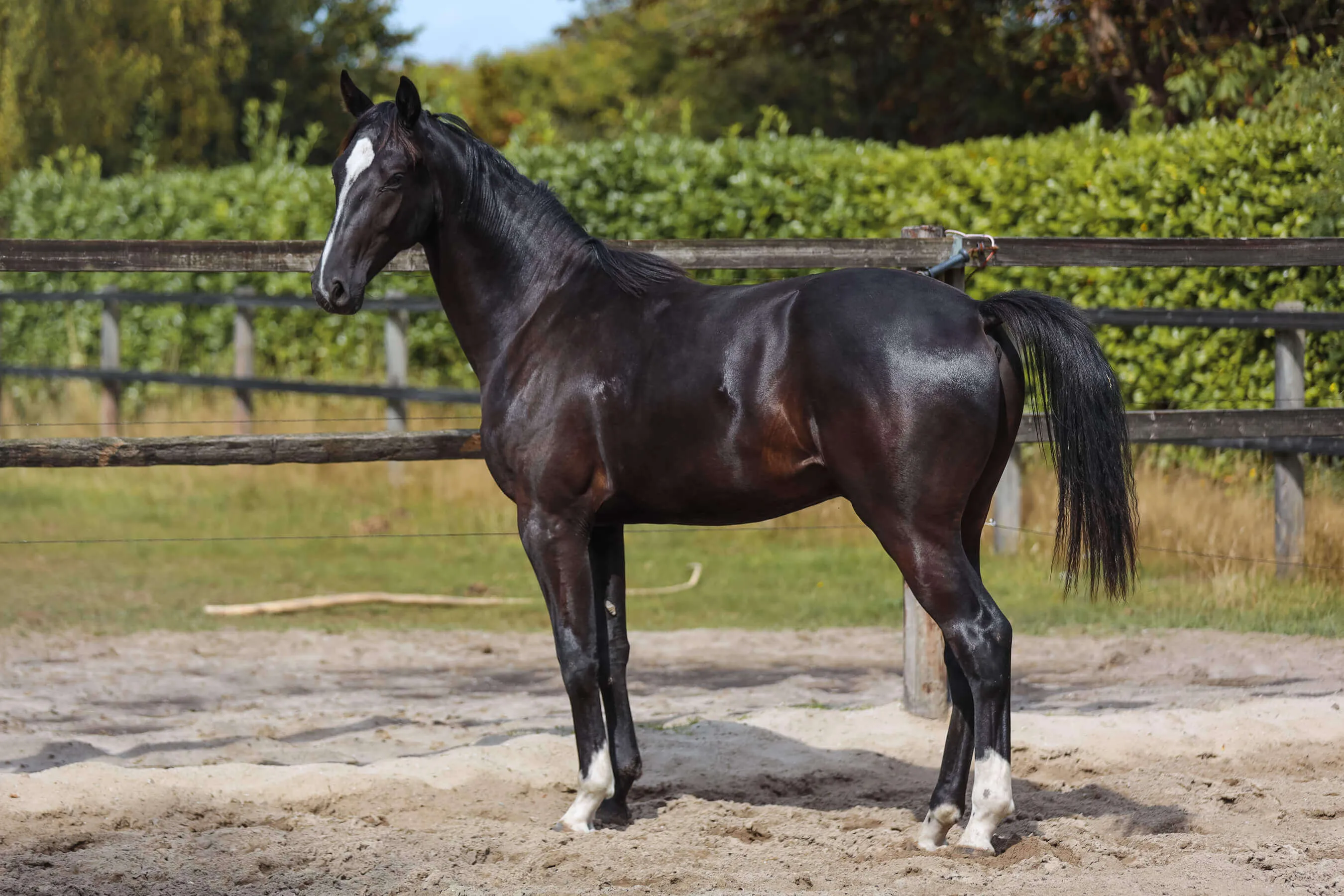 Black horse stallion Ultimate van Bria standing in a fenced sandy paddock.