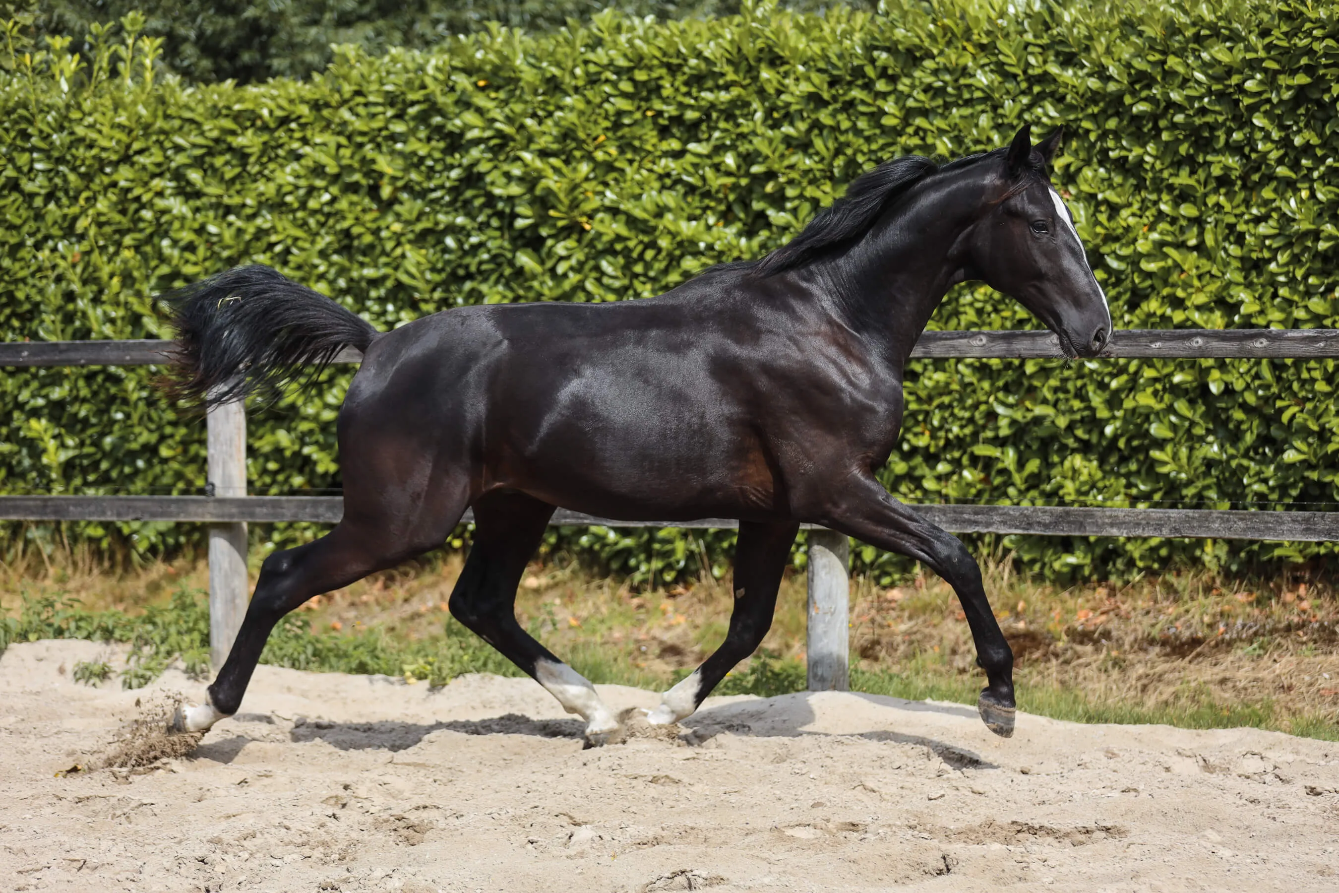 Black horse stallion Ultimate van Bria trotting on sandy ground in front of a wooden fence and green hedge.