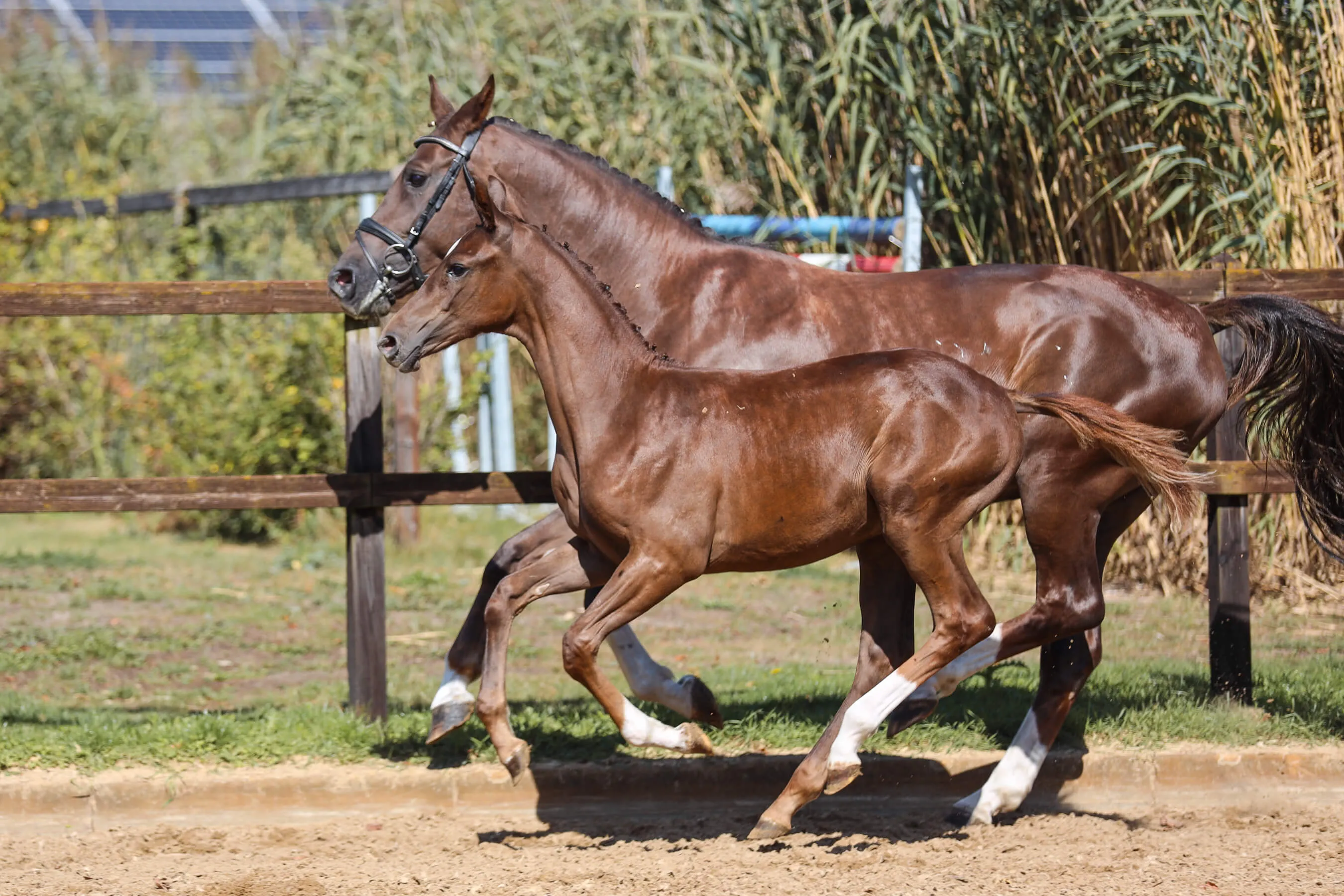 Horse mare Moana van Bria and horse foal Vaiana van Bria trotting side by side in a fenced paddock with grass and tall plants in the background.