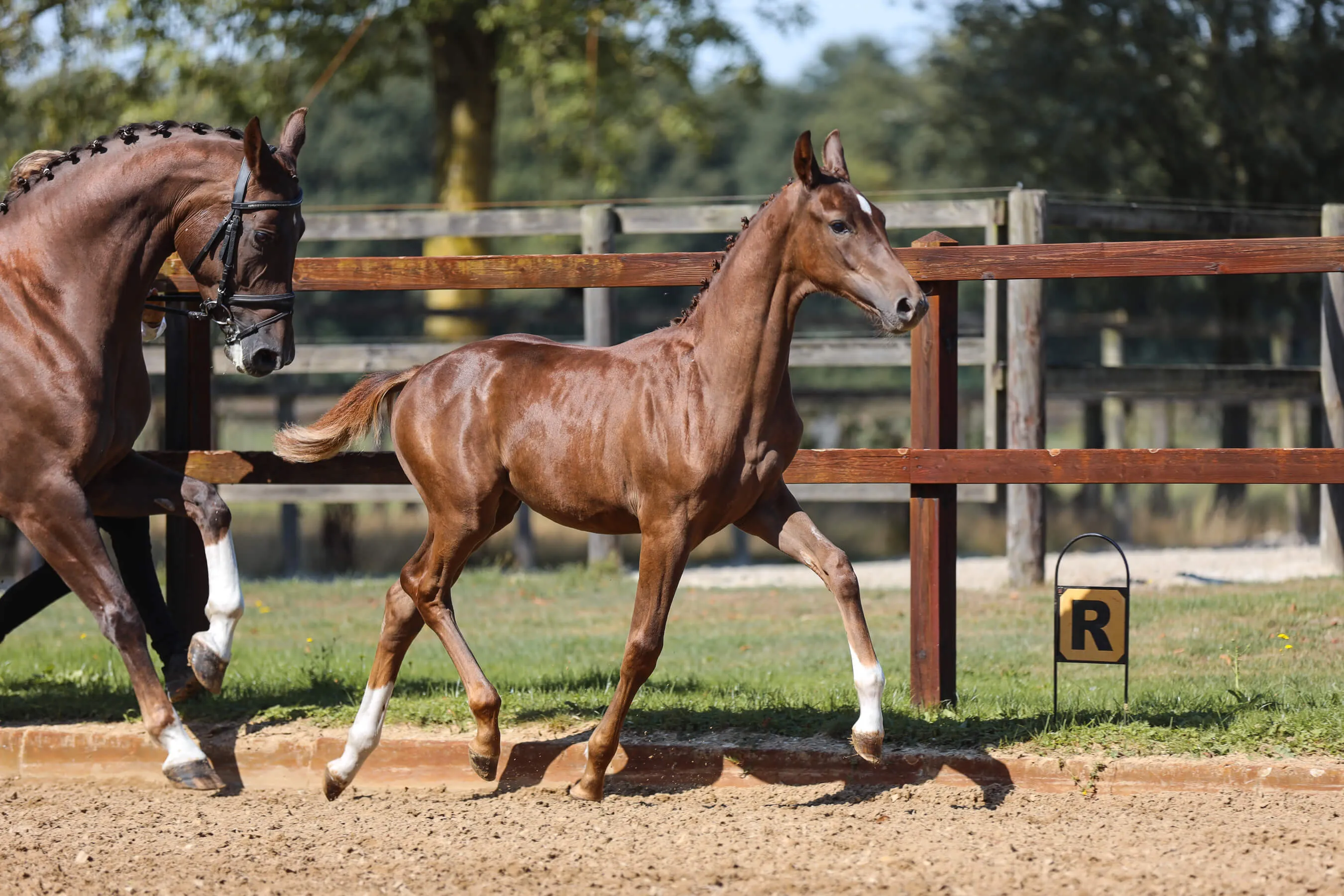 Horse foal Vaiana van Bria trotting alongside horse mare Moana van Bria in an outdoor fenced arena with a dressage marker labeled R.