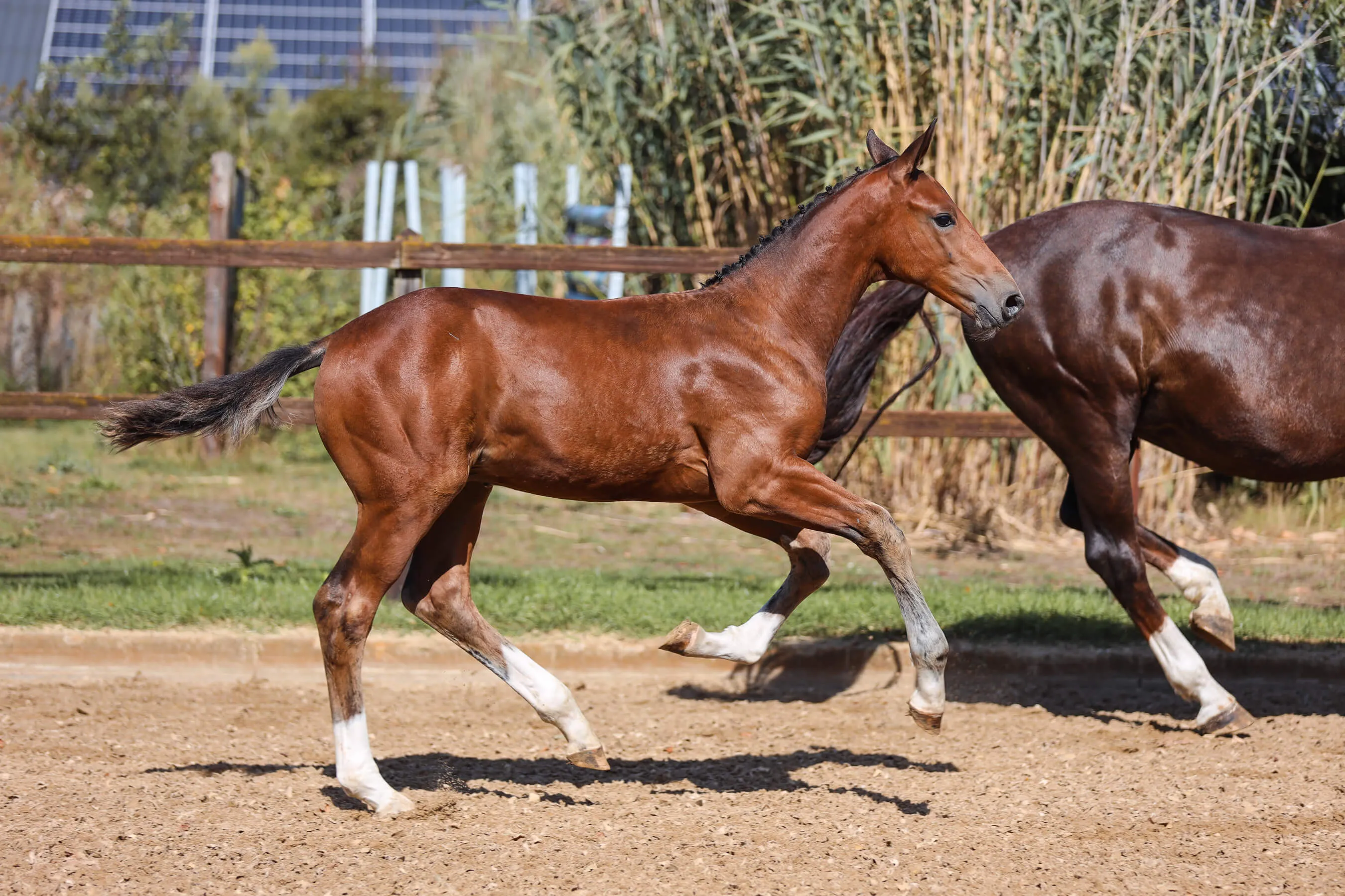 Horse foal Vamos van Bria trotting beside horse mare Iron Lady van Bria in an outdoor paddock.