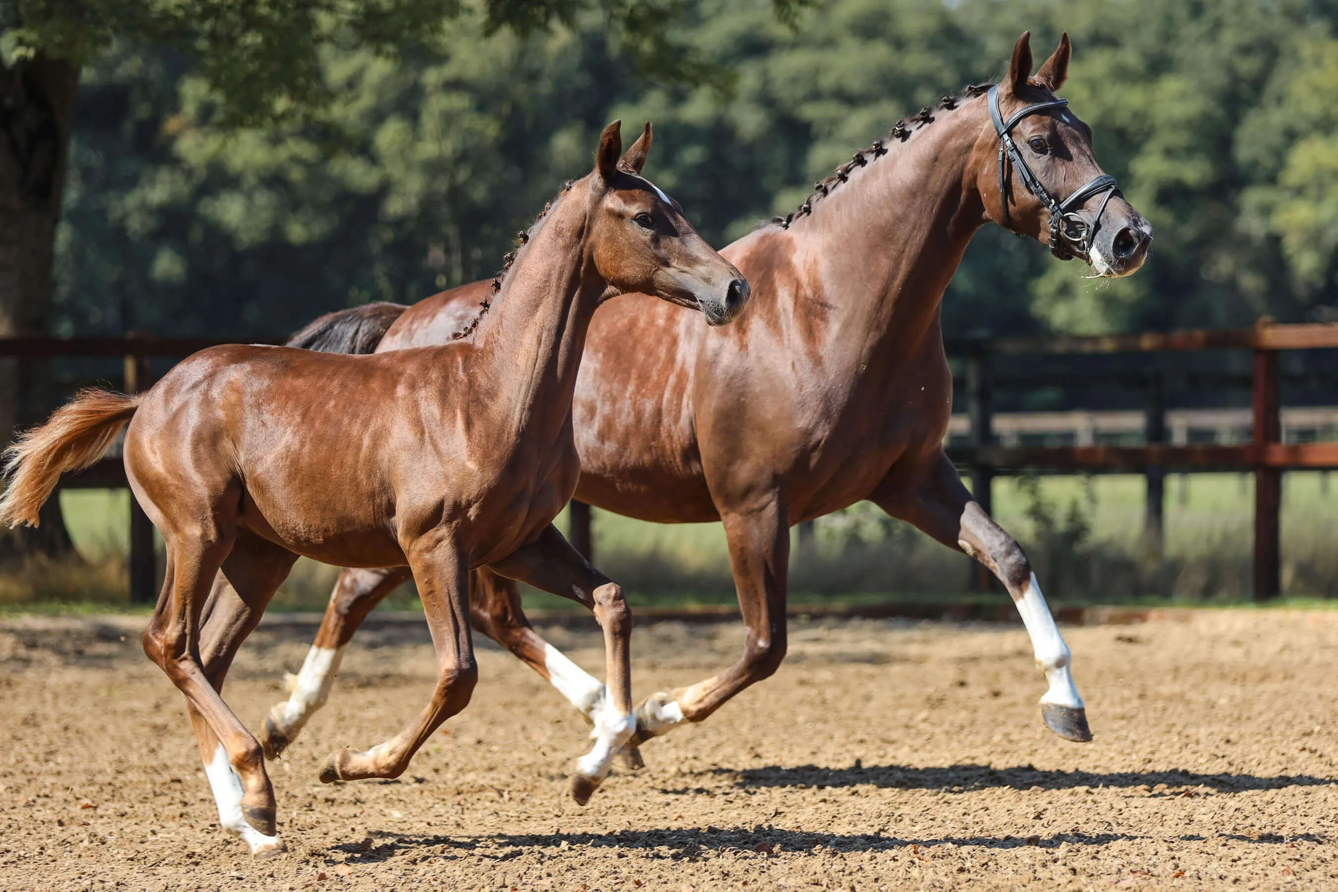 Horse mare Moana van Bria and horse foal Vaiana van Bria with braided manes trotting side by side in an outdoor paddock.
