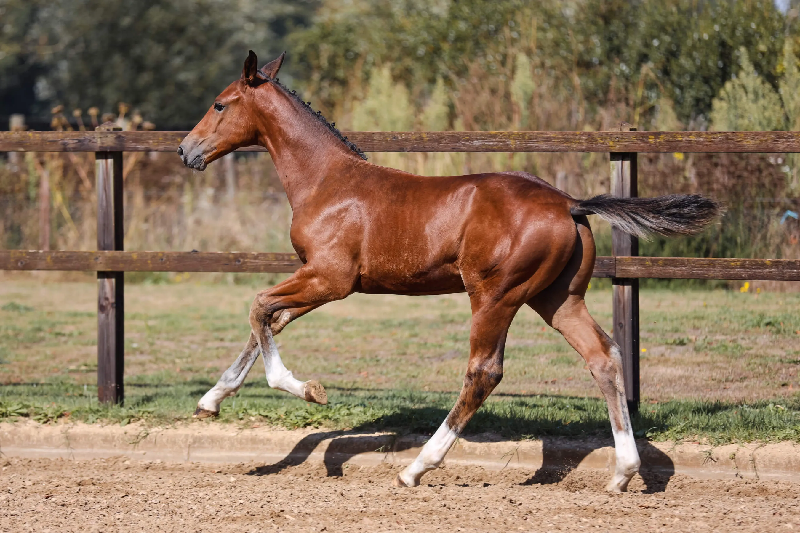 Horse foal Vamos van Bria with a braided mane trotting in a paddock with wooden fencing.