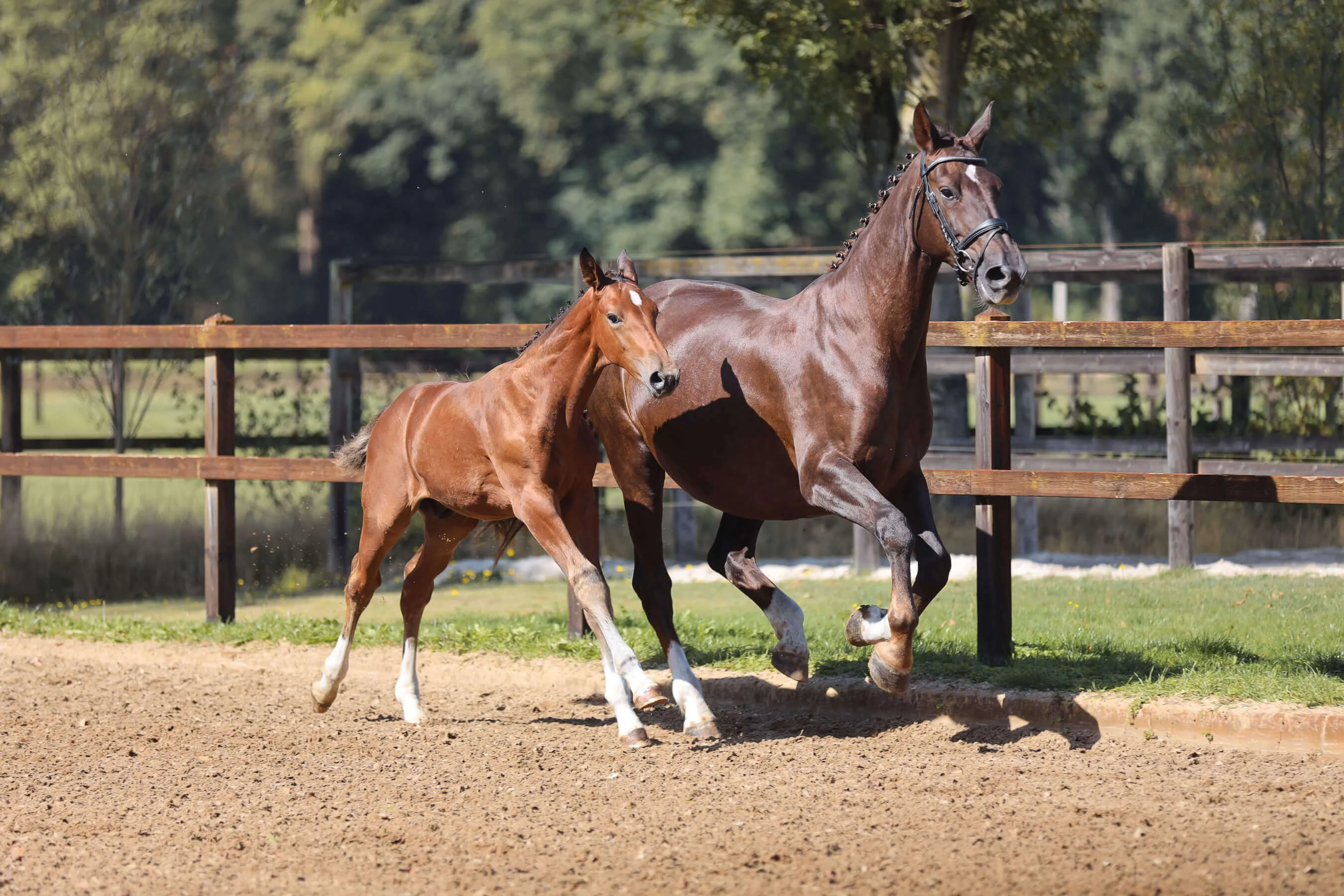 Horse mare Iron Lady van Bria and horse foal Vamos van Bria running together in a fenced sandy paddock.