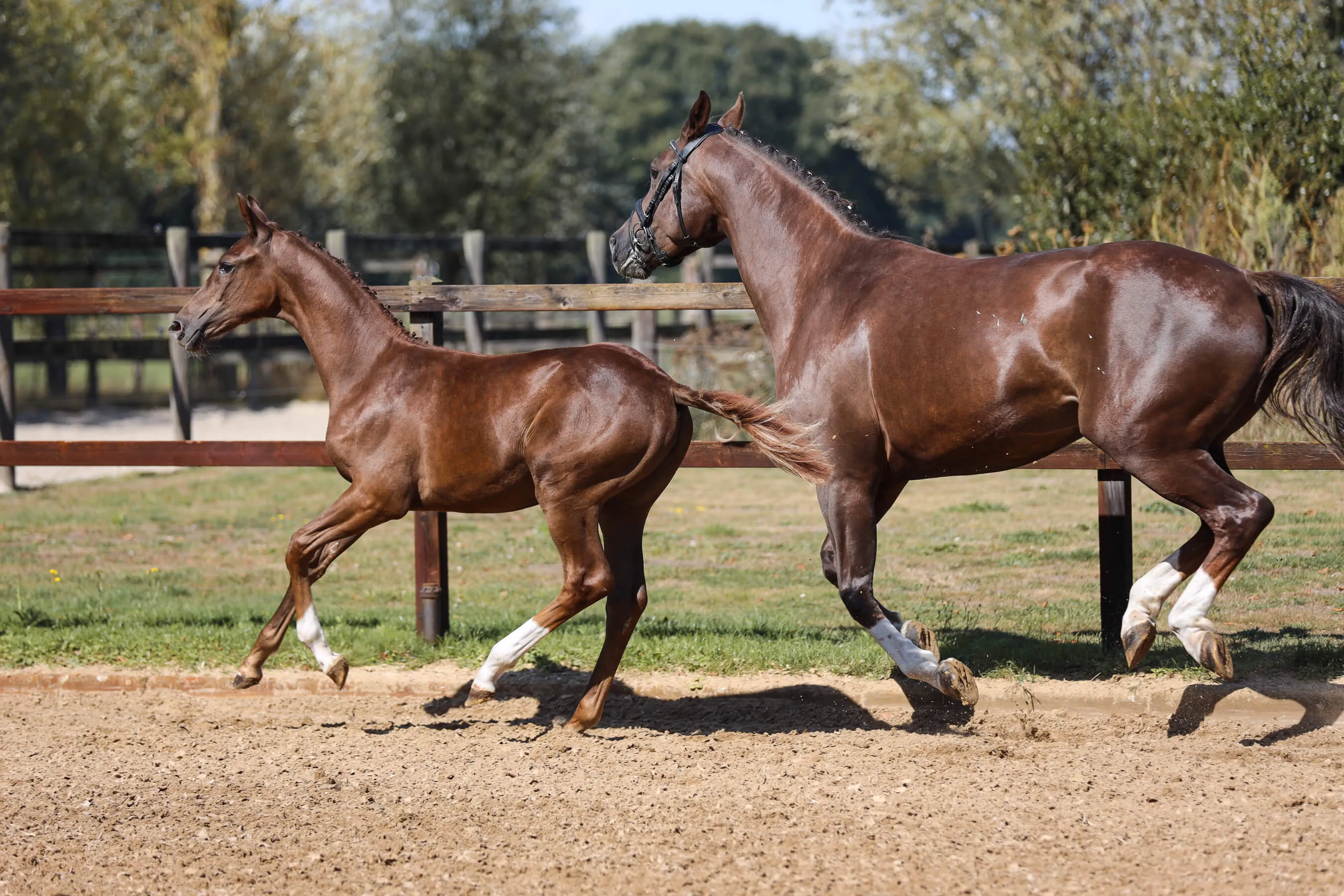 Horse mare Moana van Bria and horse foal Vaiana van Bria running side by side in a fenced outdoor arena.