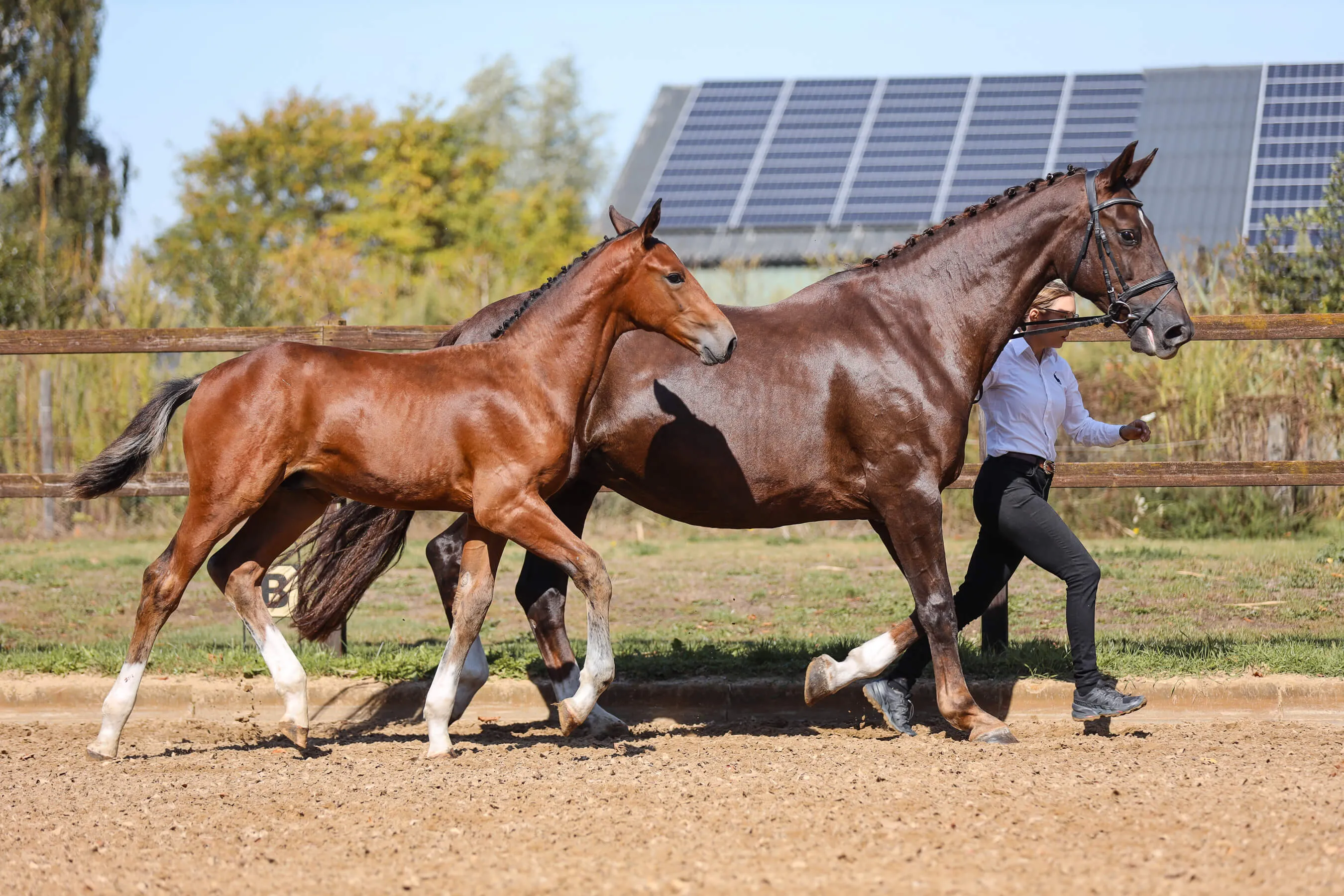 Horse mare Iron Lady van Bria and horse foal Vamos van Bria trotting side by side with a person in white shirt and black pants leading the mare in an outdoor paddock.