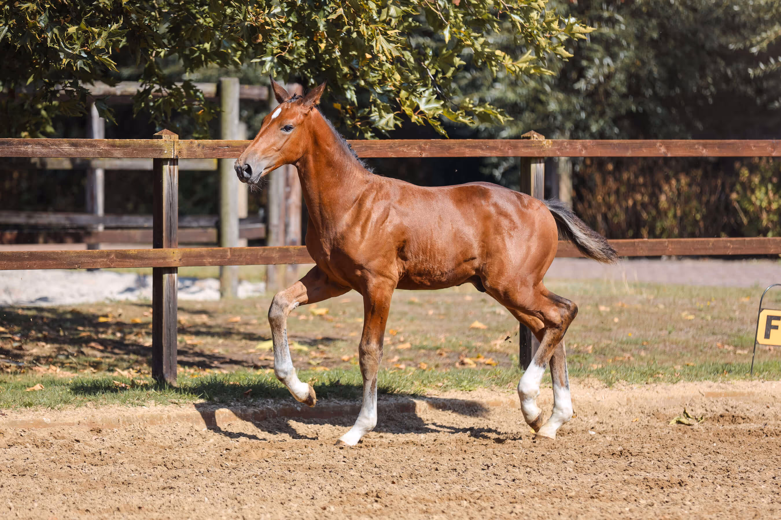 Horse foal Vamos van Bria trotting in a fenced paddock.