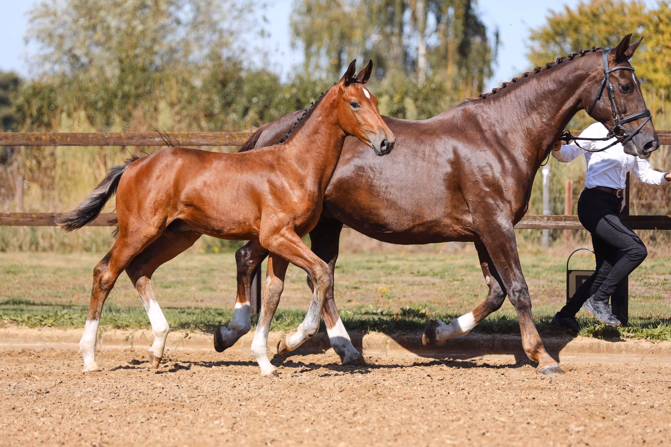 A handler in a white shirt leads horse mare Iron Lady van Bria next to horse foal Vamos van Bria.