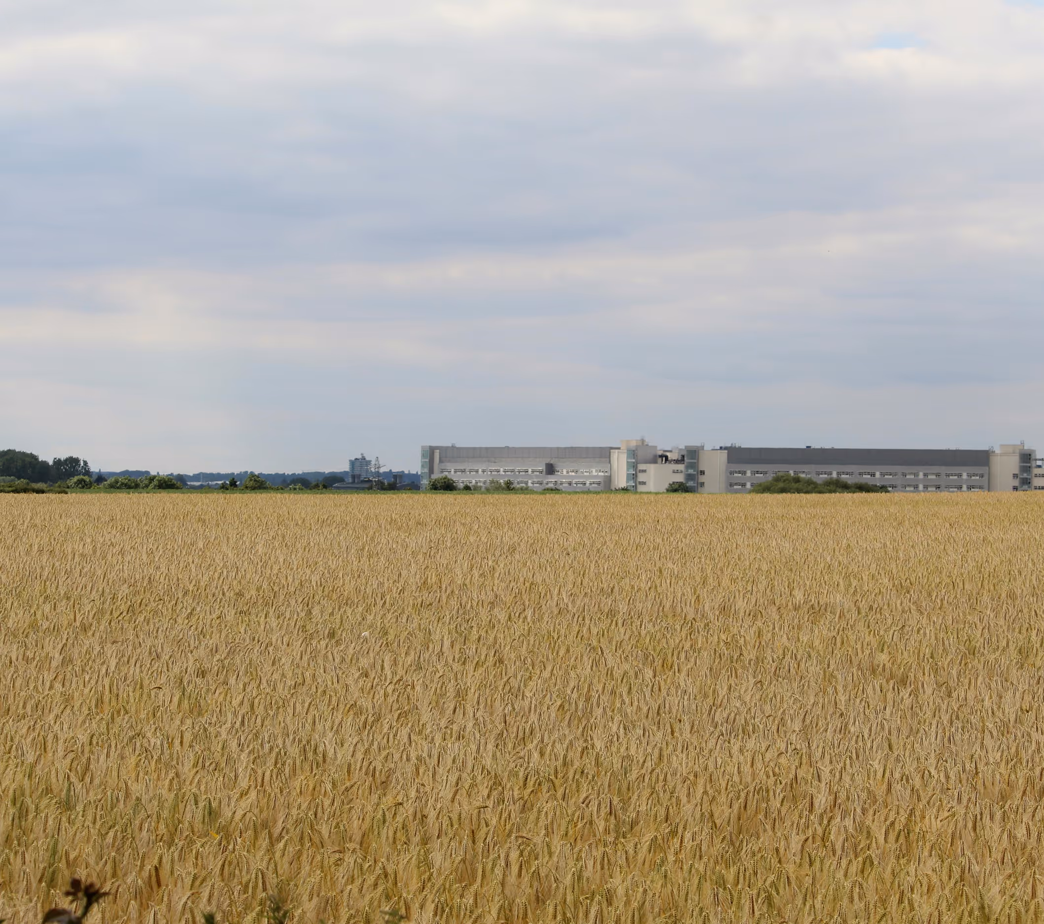 Expansive wheat field under a cloudy sky, with a distant industrial building on the horizon.