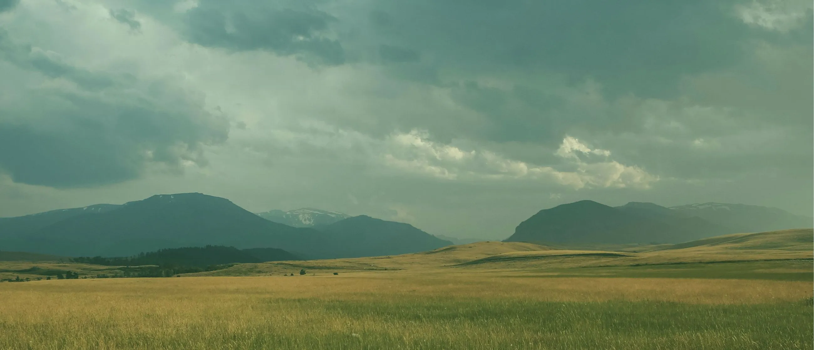 Wheat Grain Field on Cloudy Day