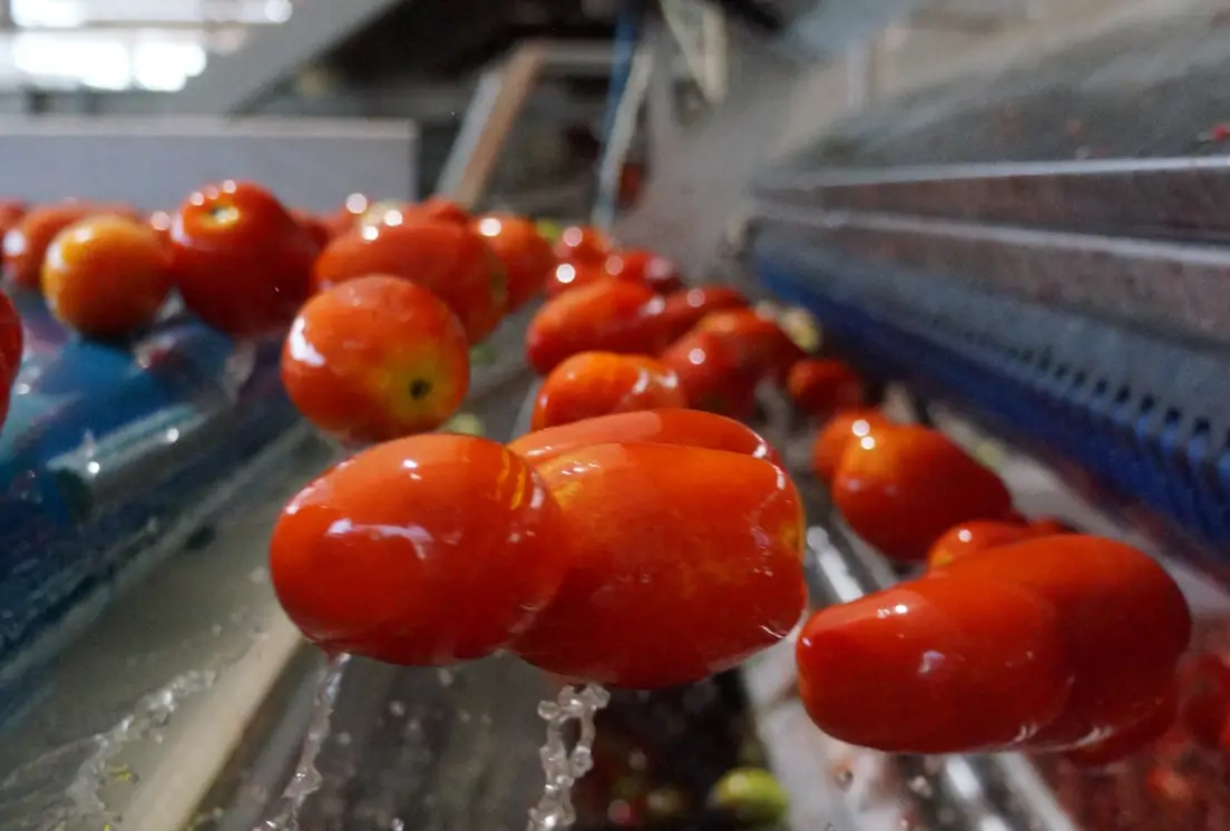 Fresh tomatoes being washed on a conveyor system in a food processing plant, highlighting industrial produce cleaning and quality control.