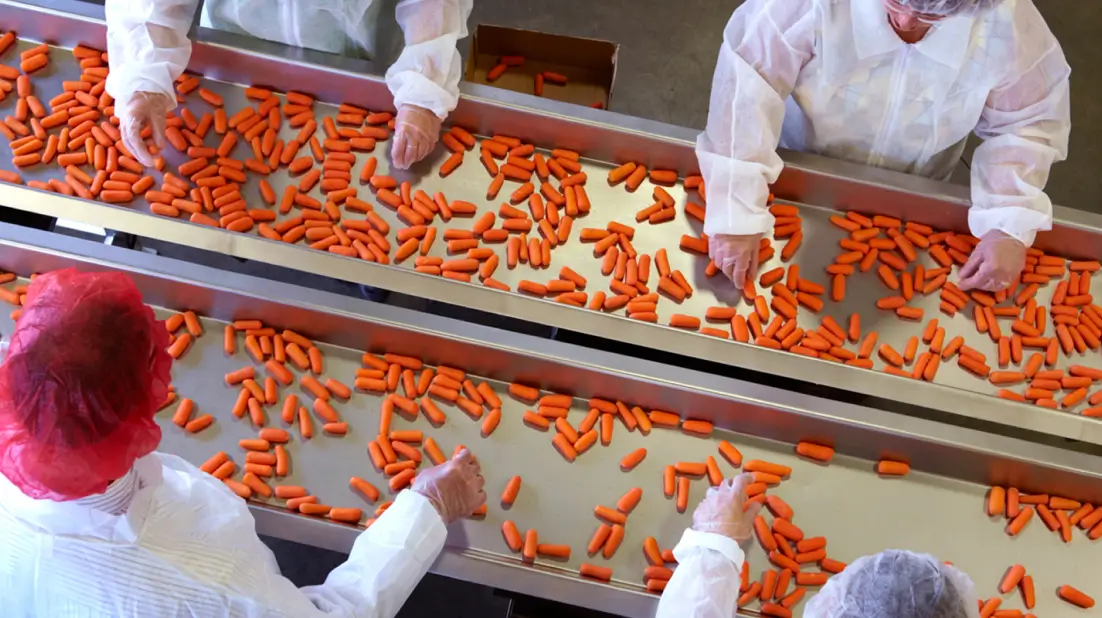 Workers in protective clothing sorting baby carrots on conveyor belts, demonstrating hygienic food production and quality assurance processes.