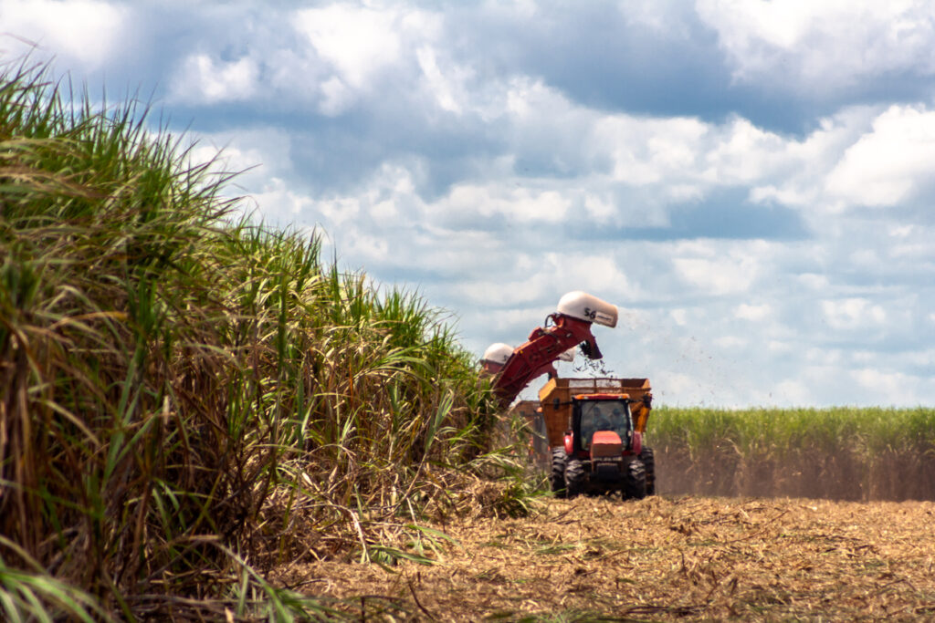 Colheitadeira na plantação de cana-de-açúcar