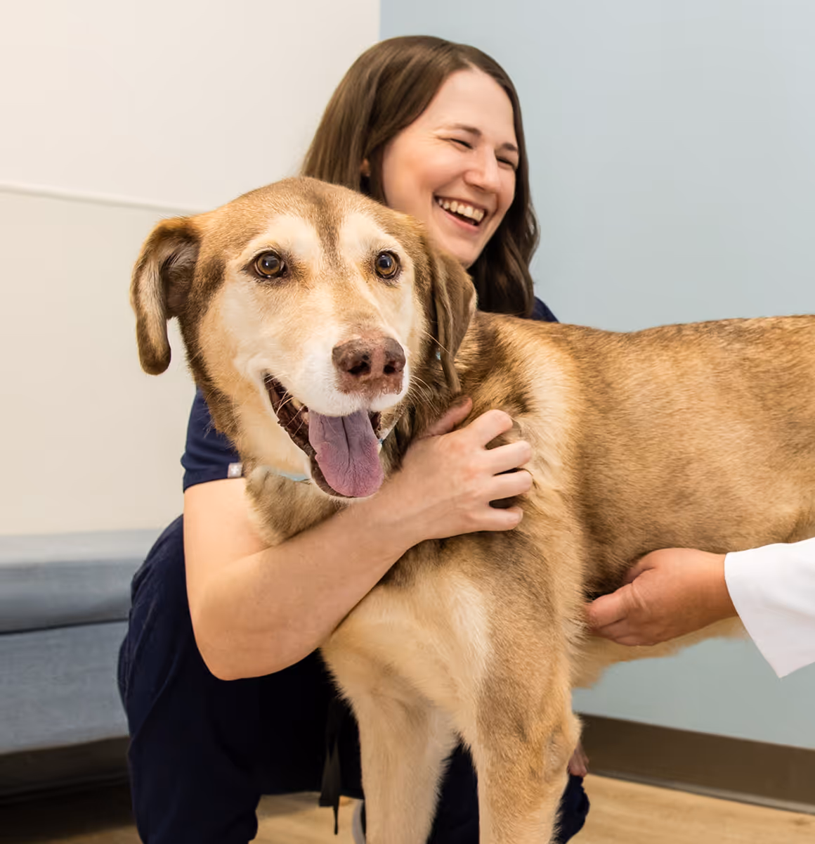 vet team with brown dog