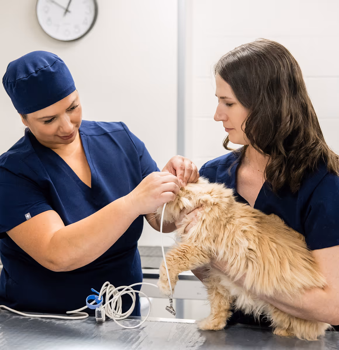 vet team taking care of pet